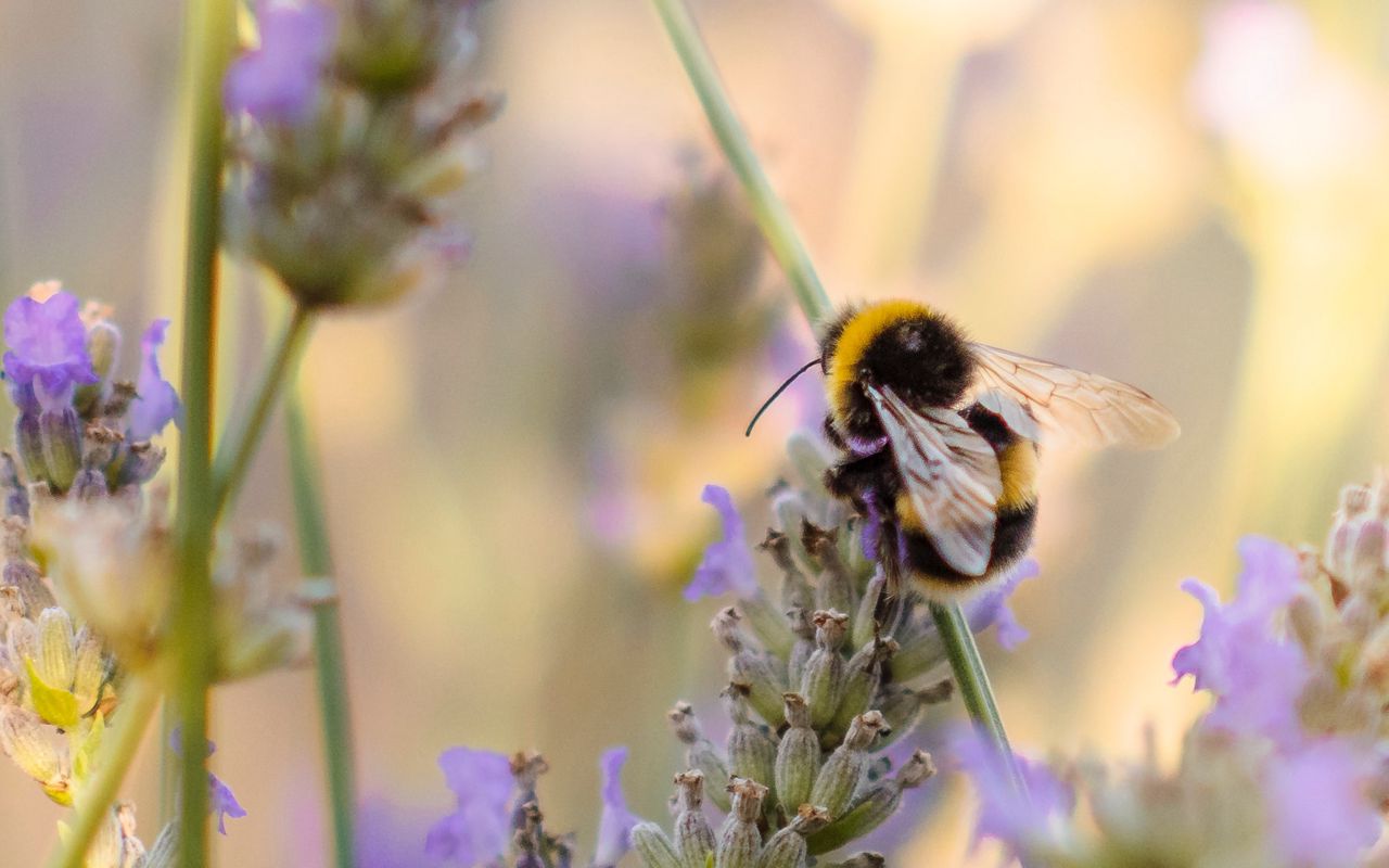 Bumblebee Insect Wallpapers