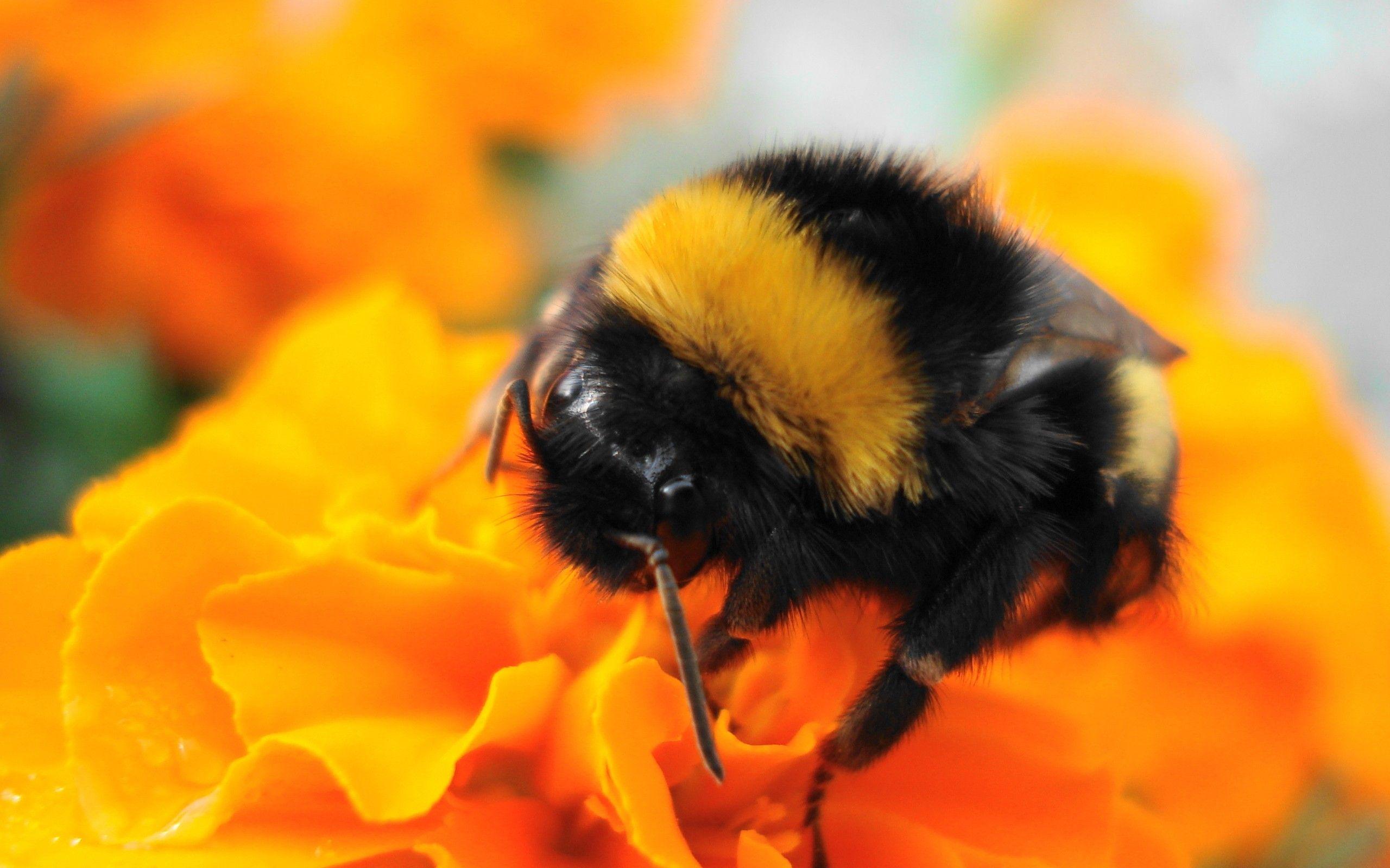 Bumblebee Insect Wallpapers