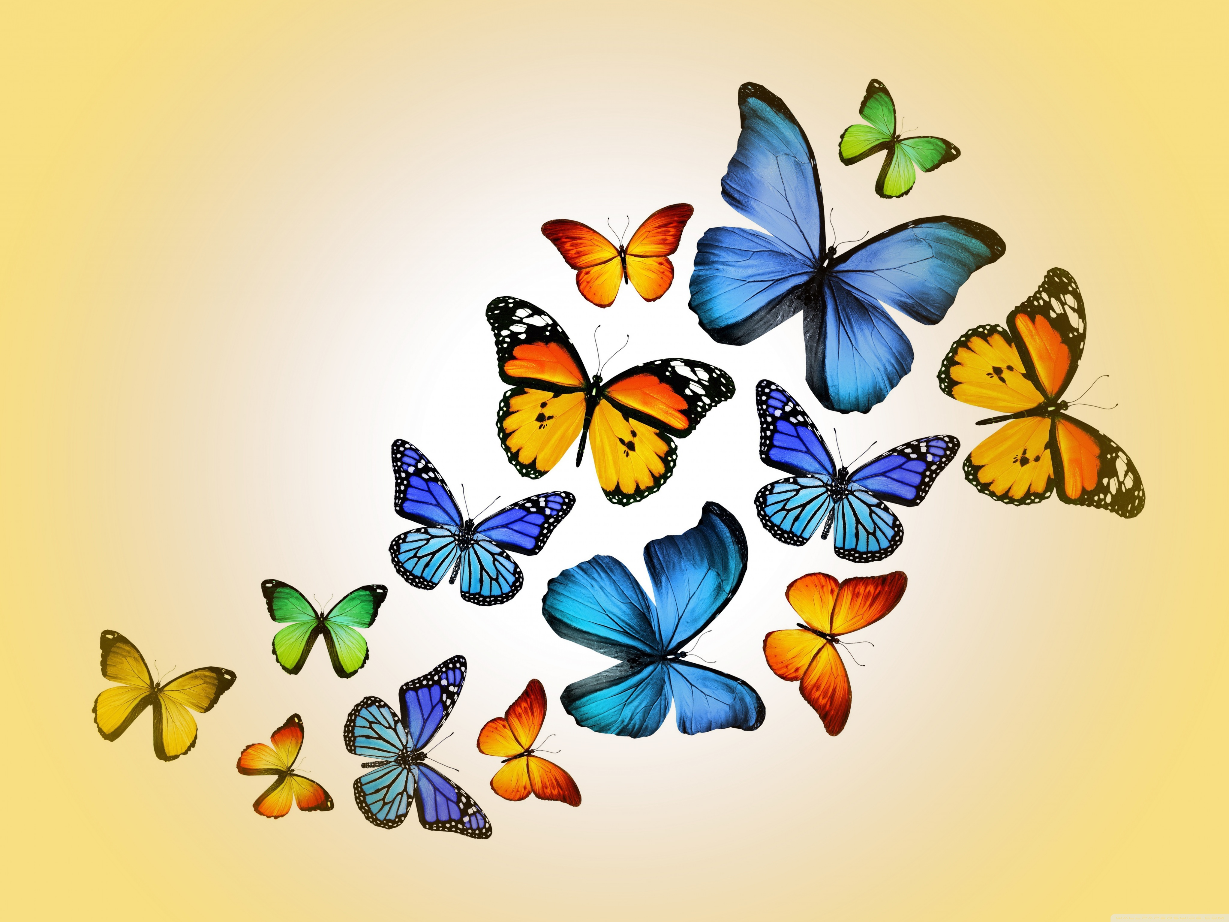 Butterflies Wallpapers