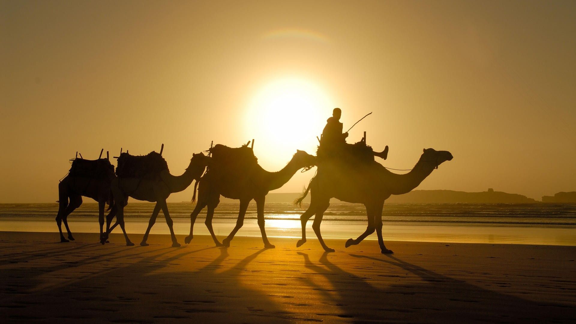 Camel Wallpapers