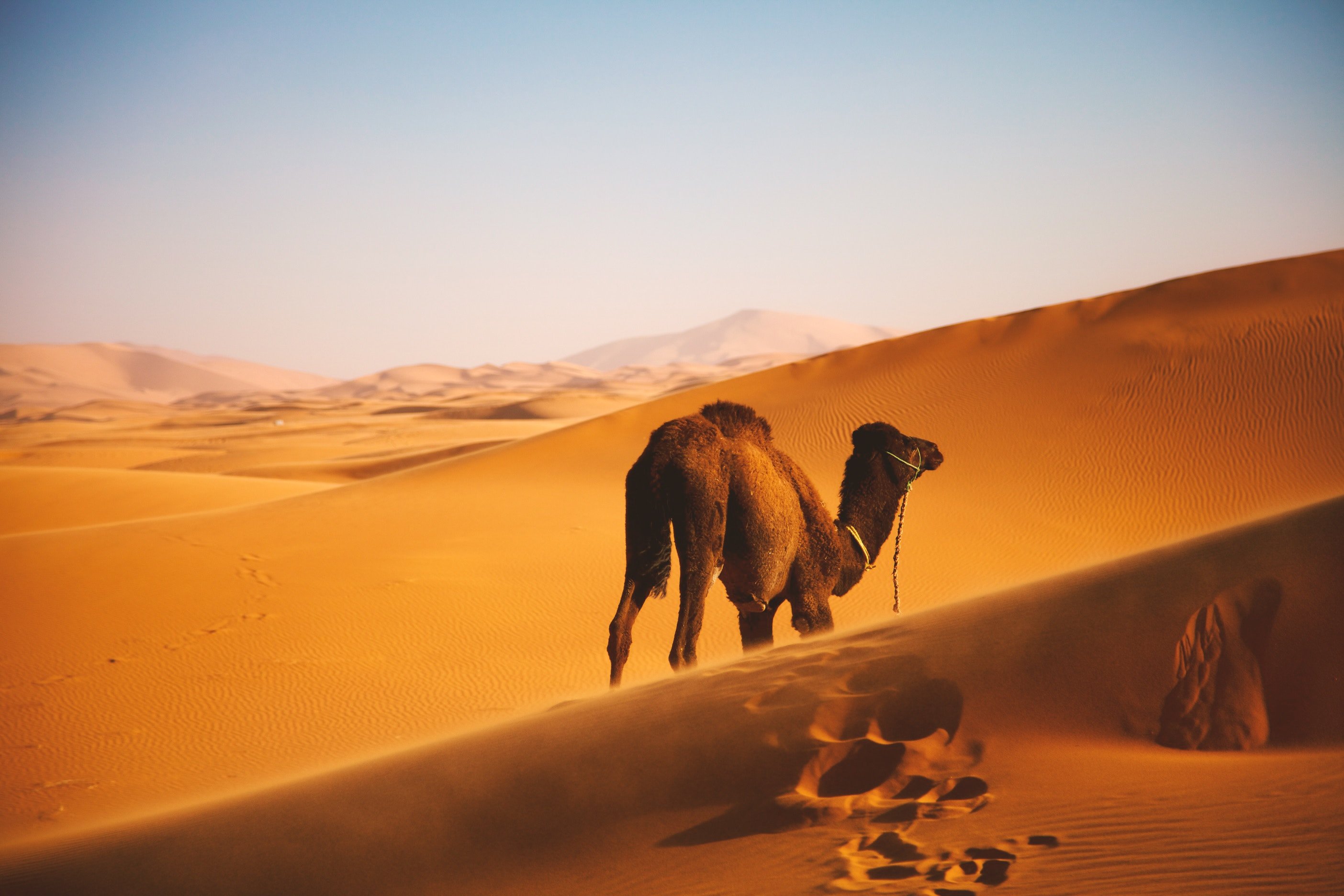 Camel Wallpapers