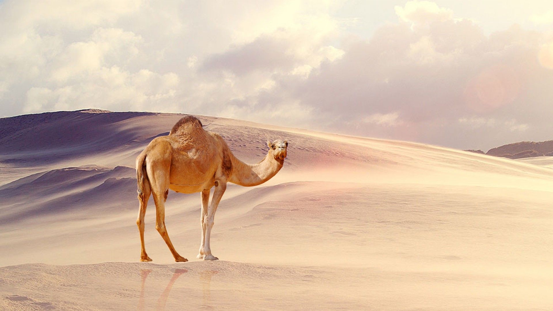 Camel Wallpapers