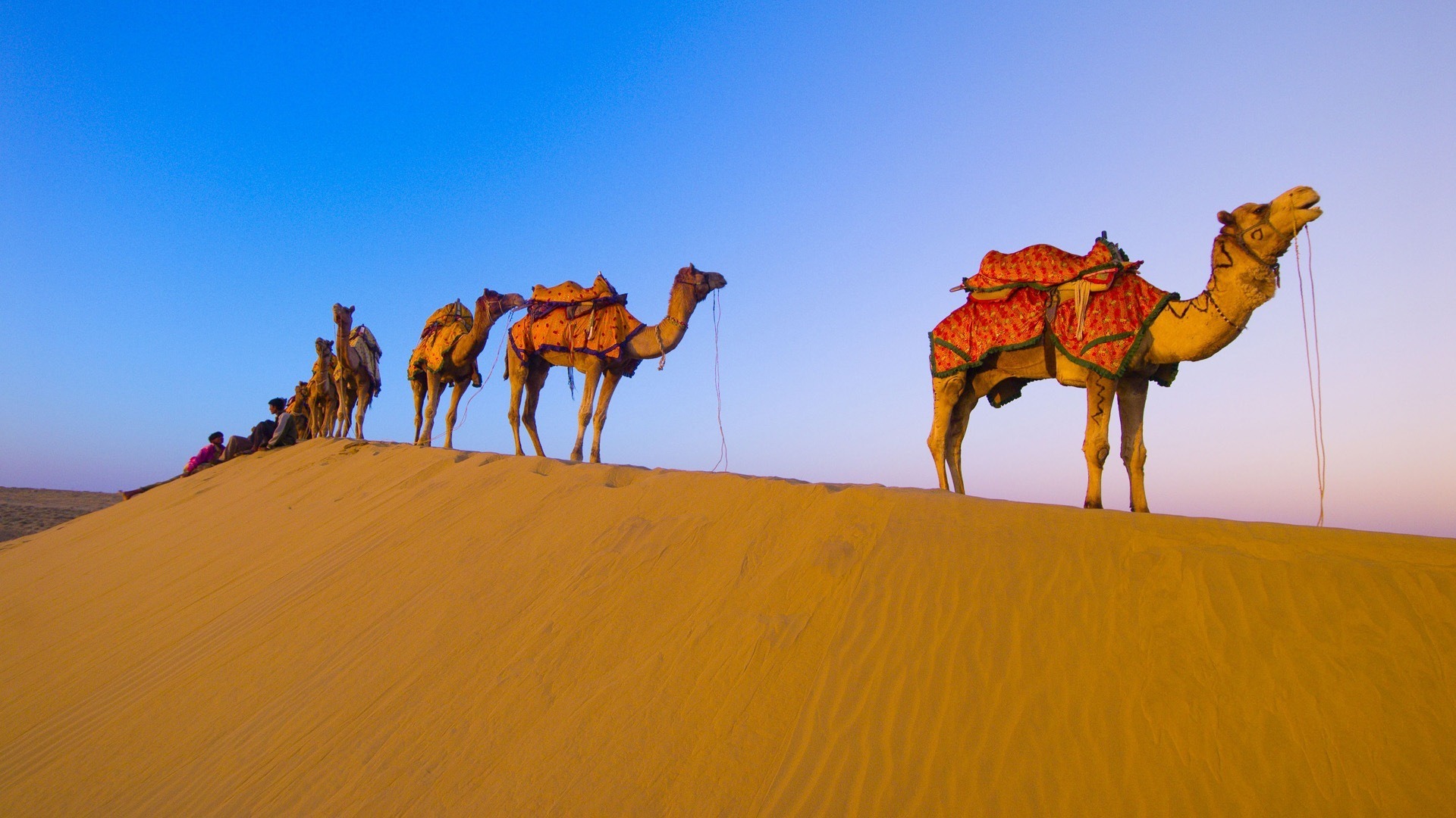 Camel Wallpapers