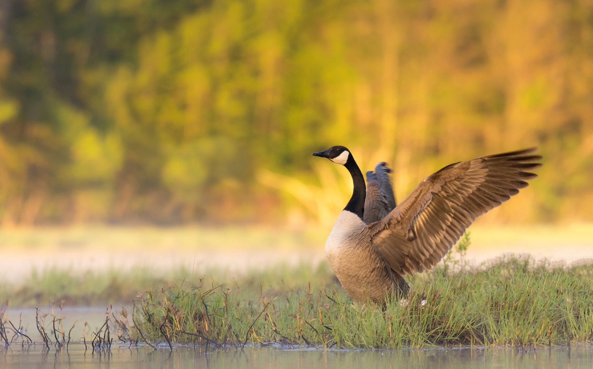 Canada Goose Wallpapers