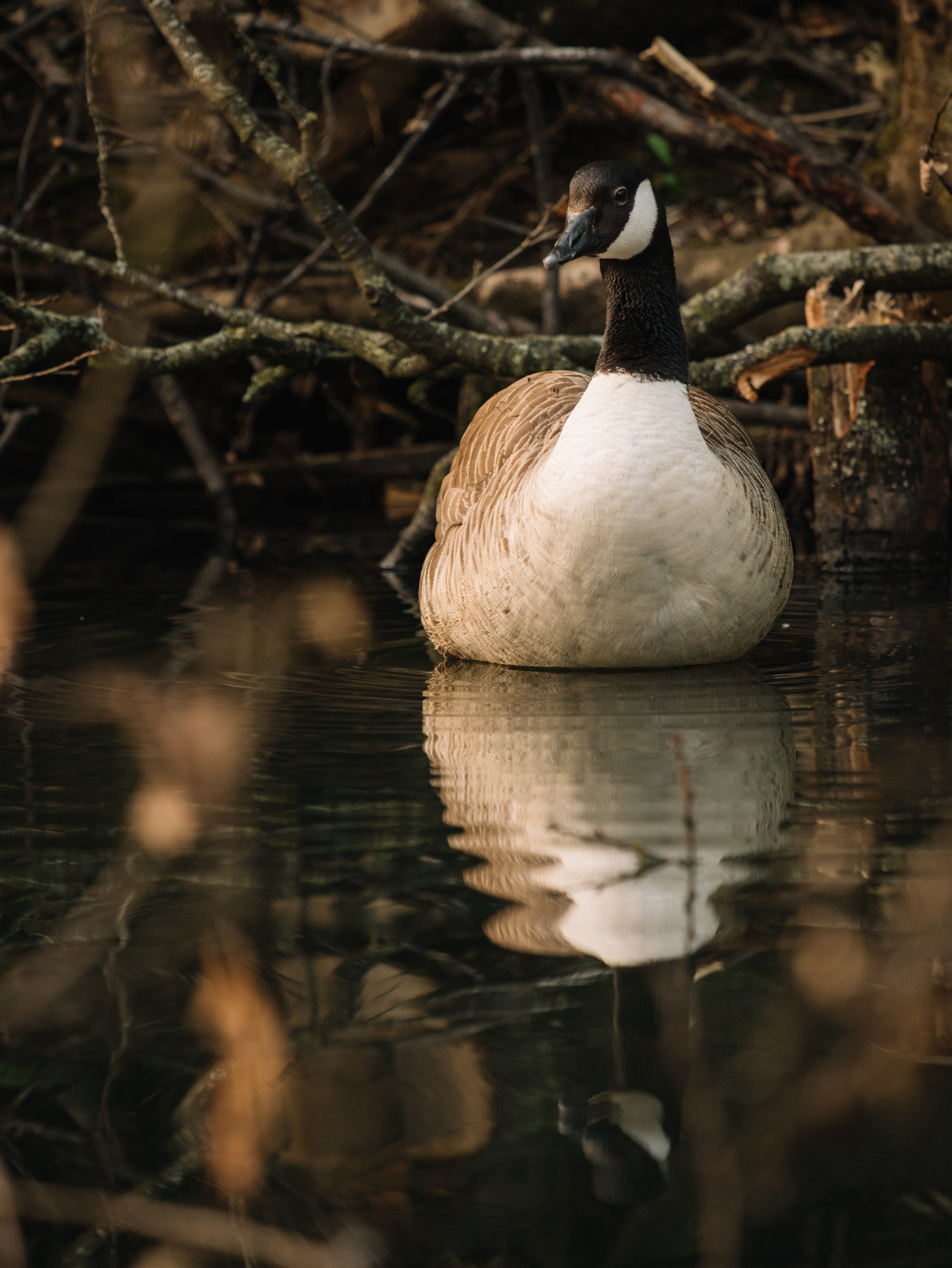 Canada Goose Wallpapers