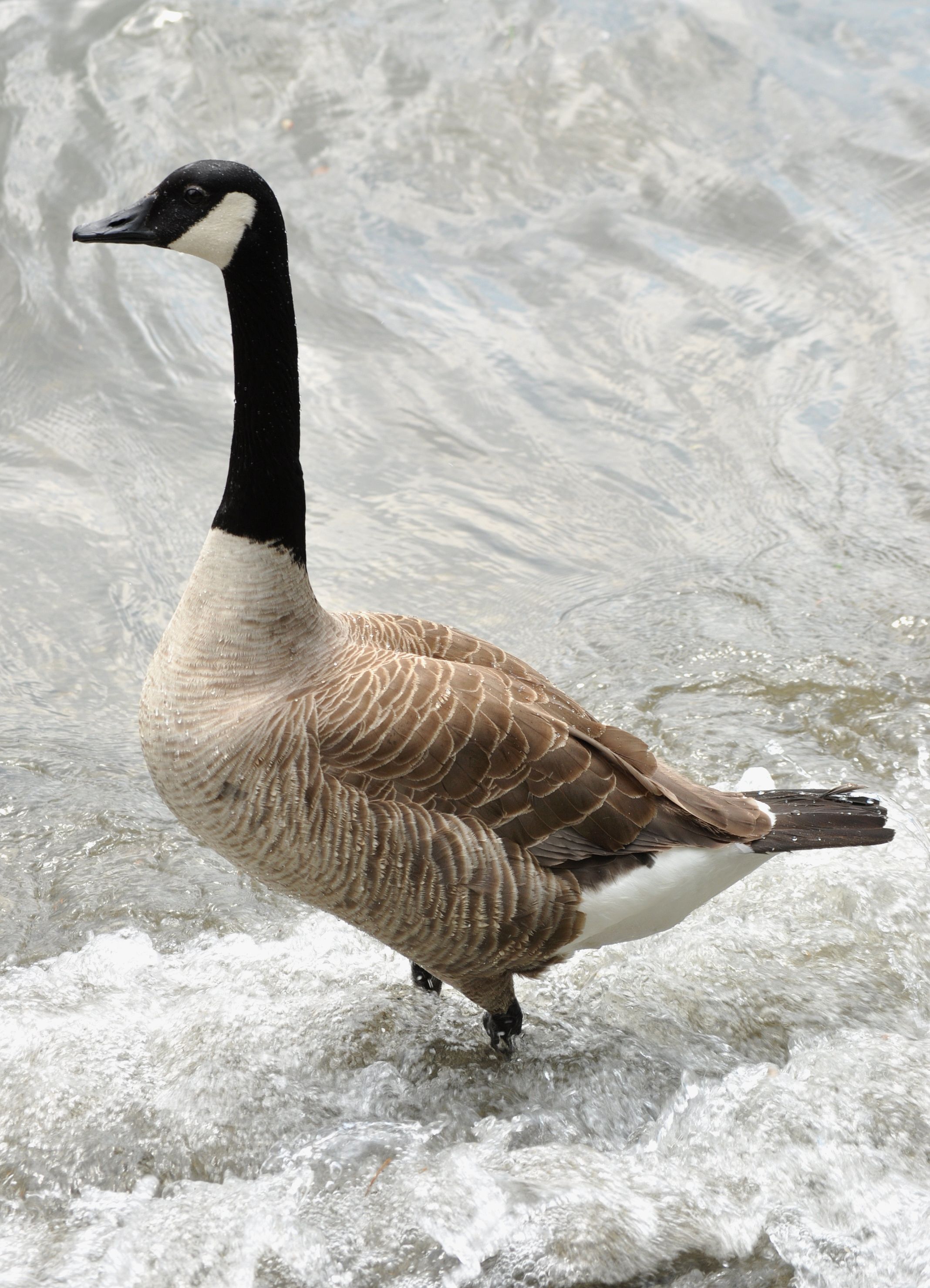 Canada Goose Wallpapers