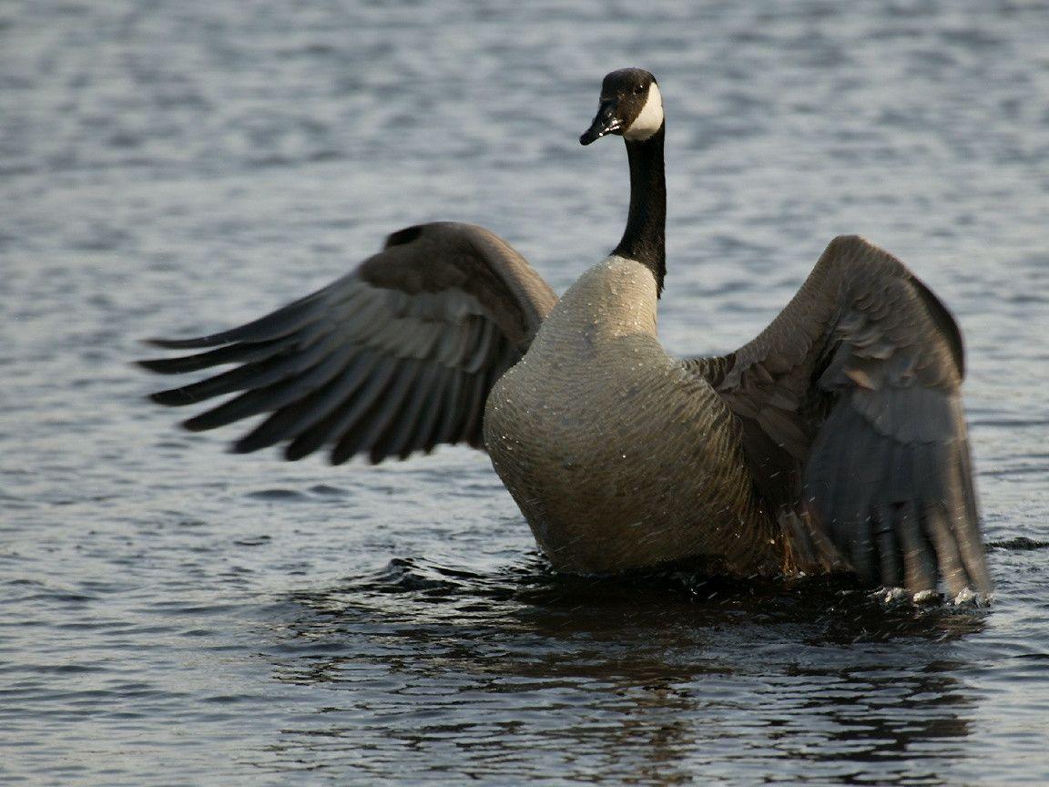 Canada Goose Wallpapers