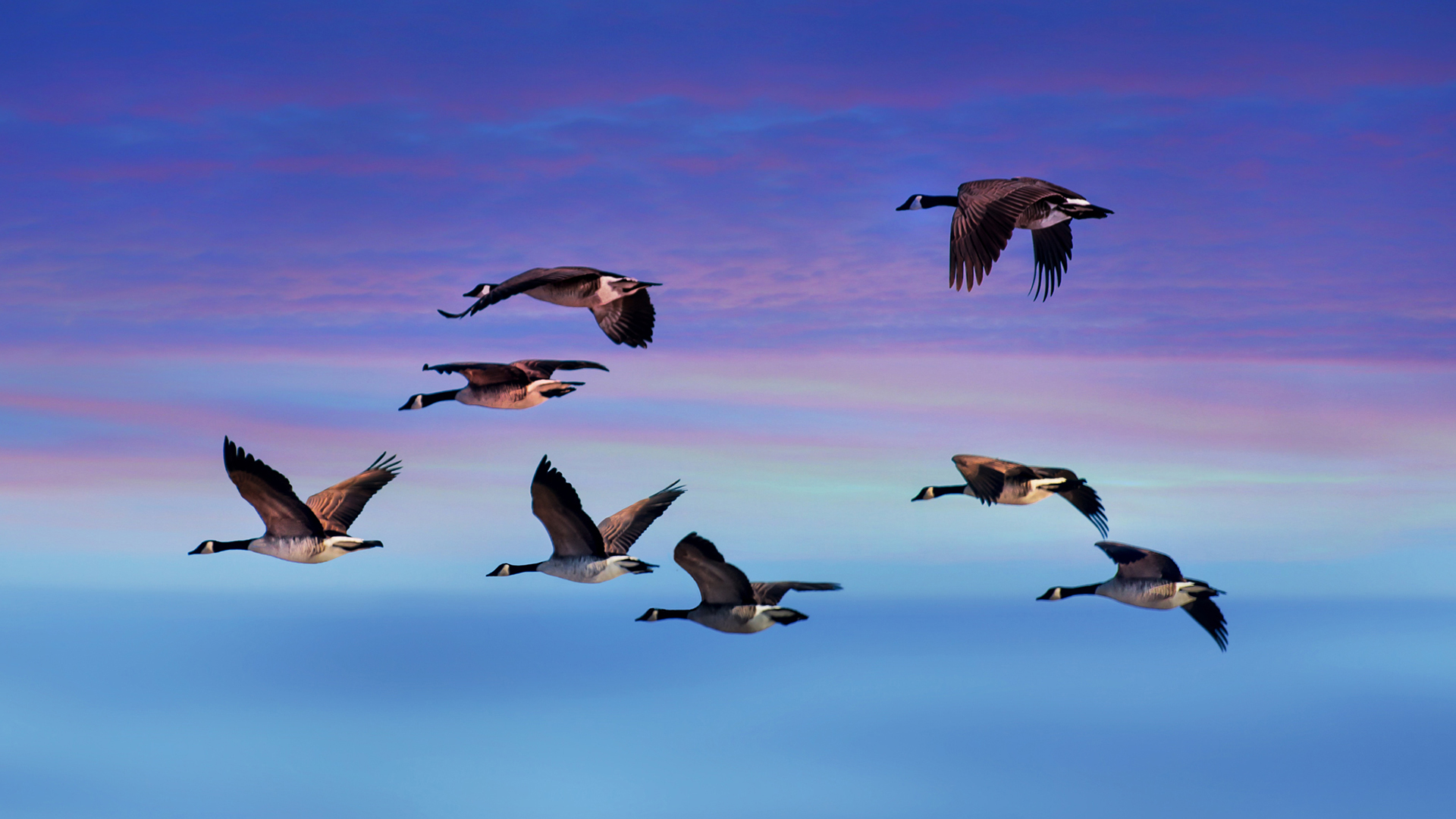 Canada Goose Wallpapers