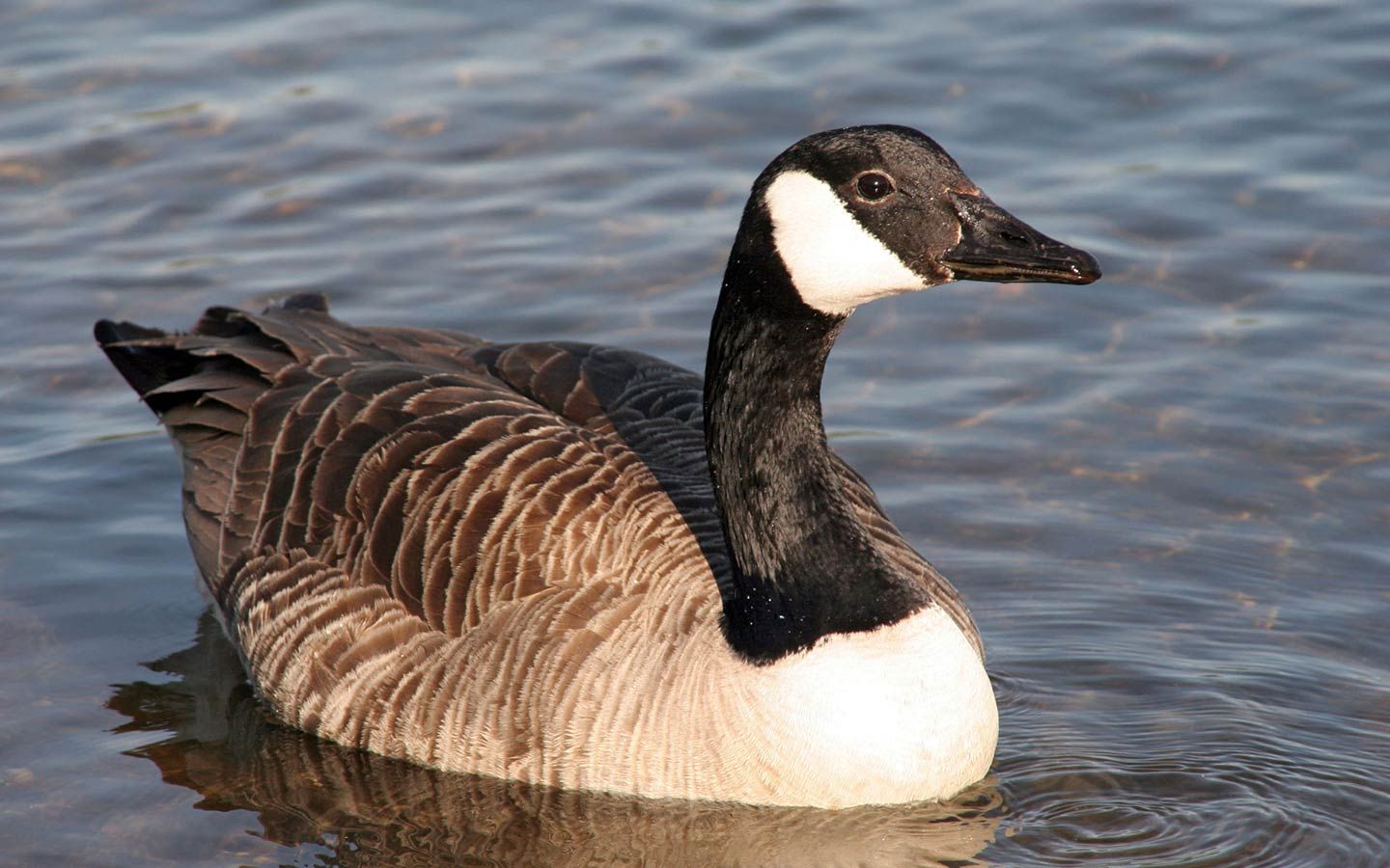 Canada Goose Wallpapers