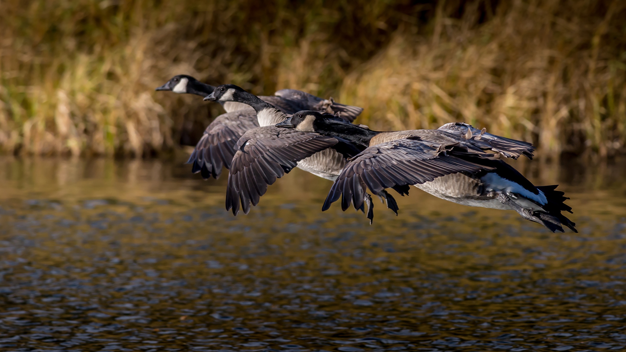 Canada Goose Wallpapers