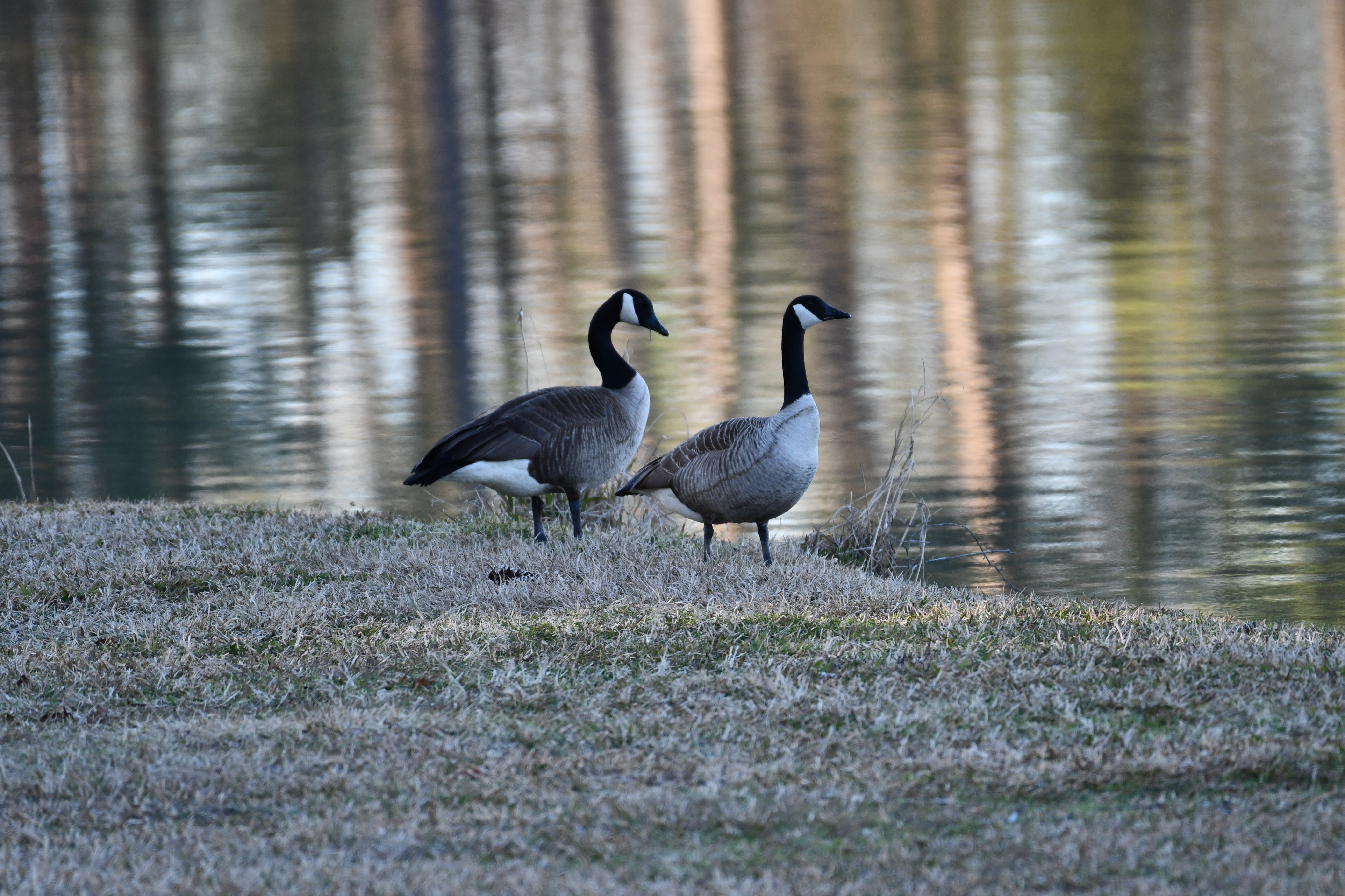 Canada Goose Wallpapers