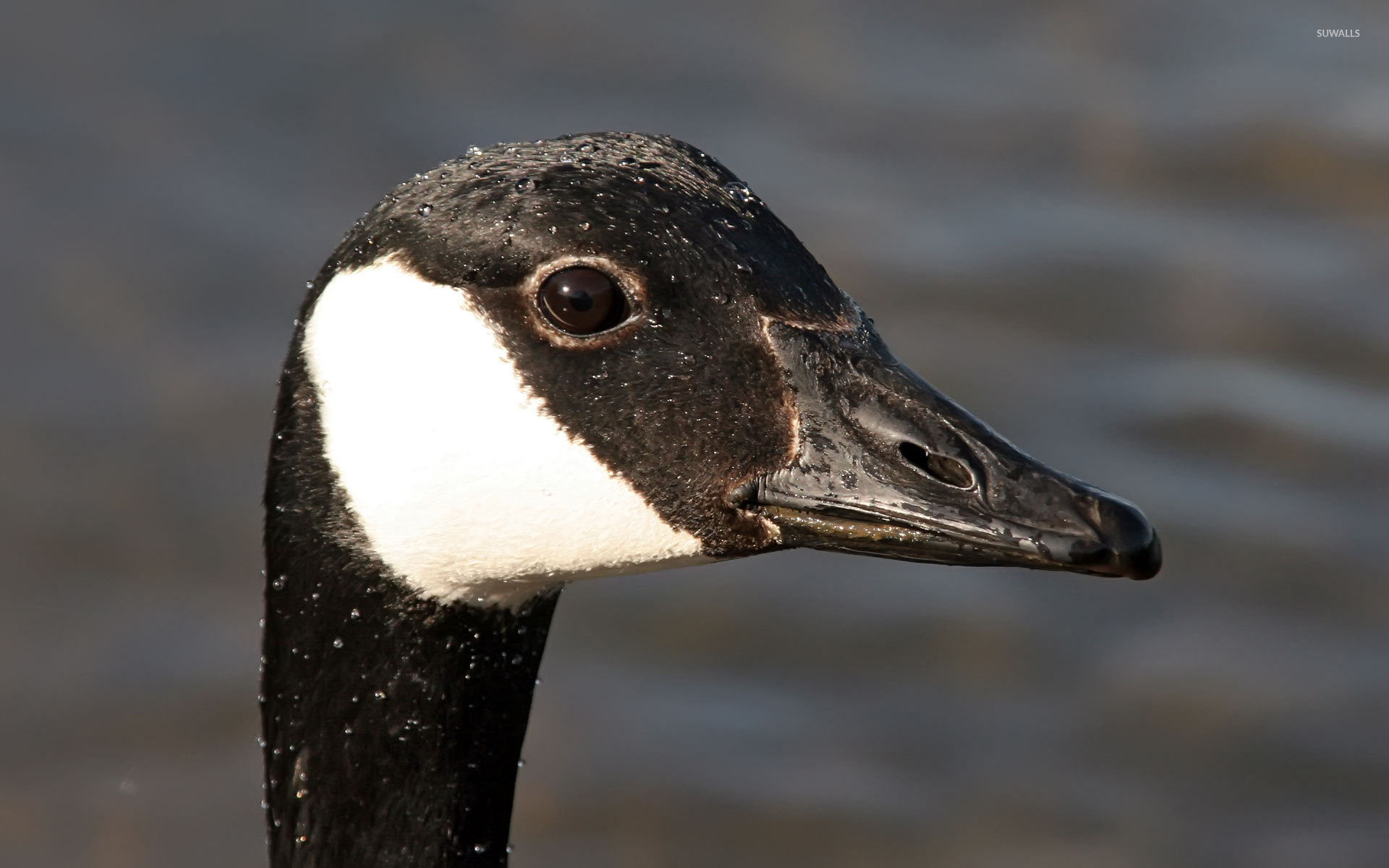 Canada Goose Wallpapers