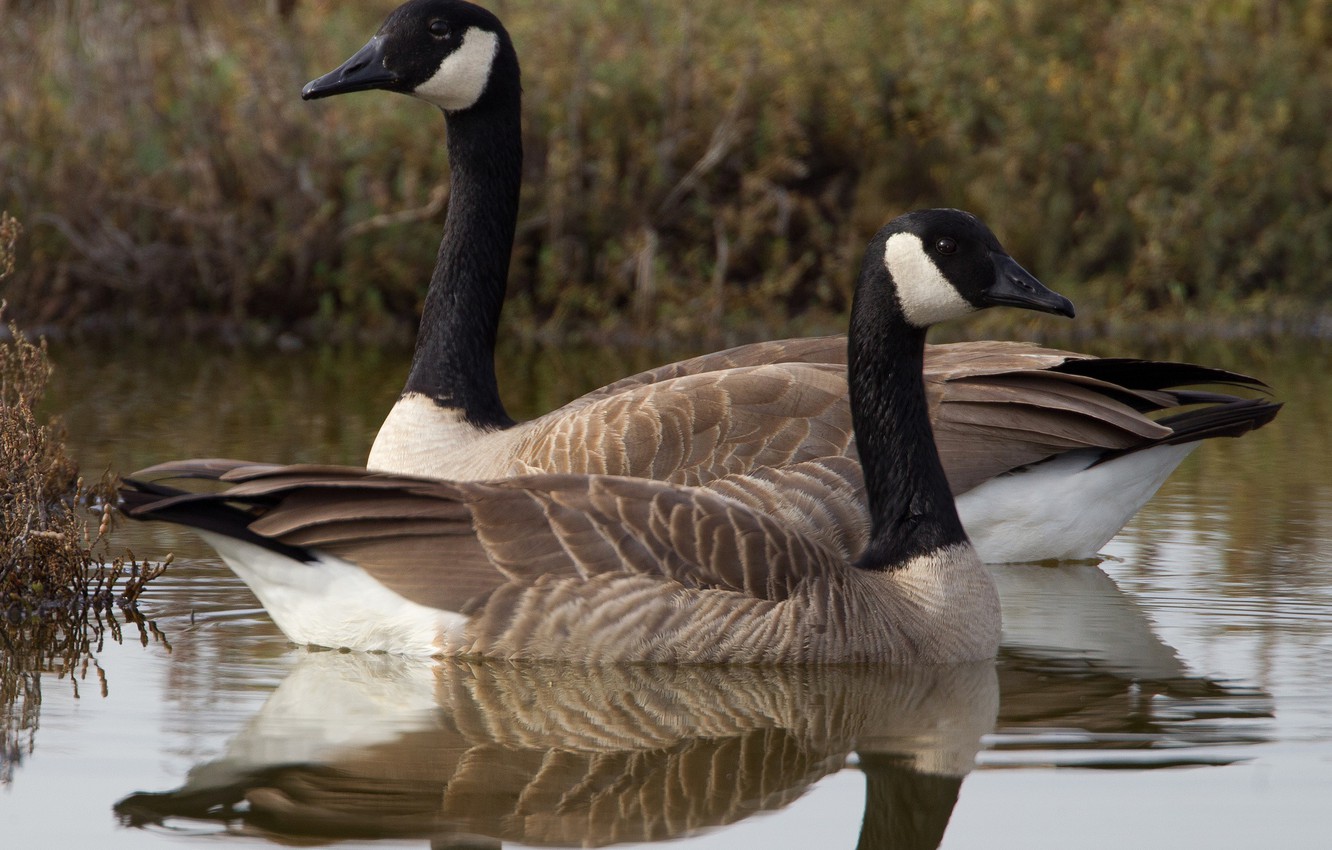 Canada Goose Wallpapers