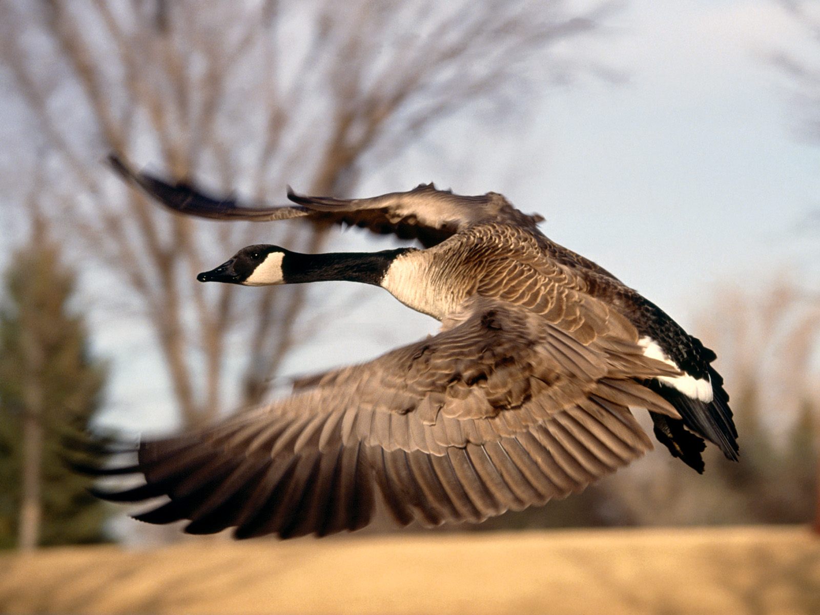 Canada Goose Wallpapers