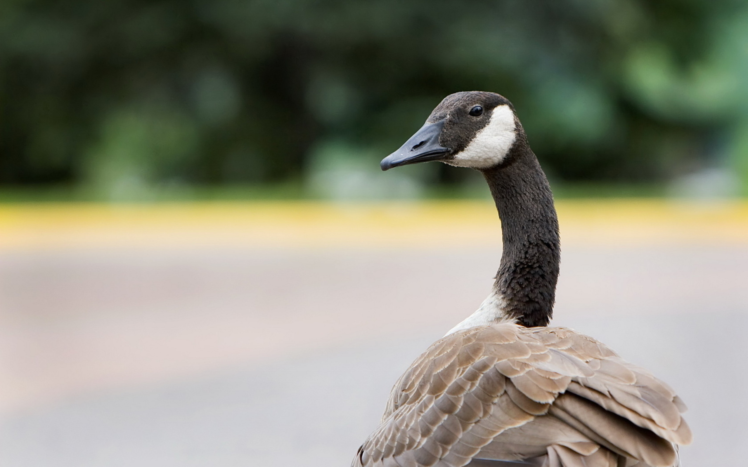 Canada Goose Wallpapers