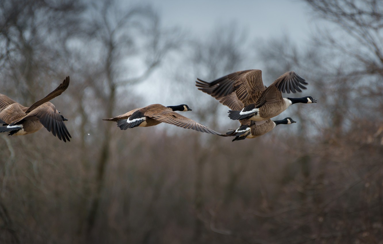 Canada Goose Wallpapers