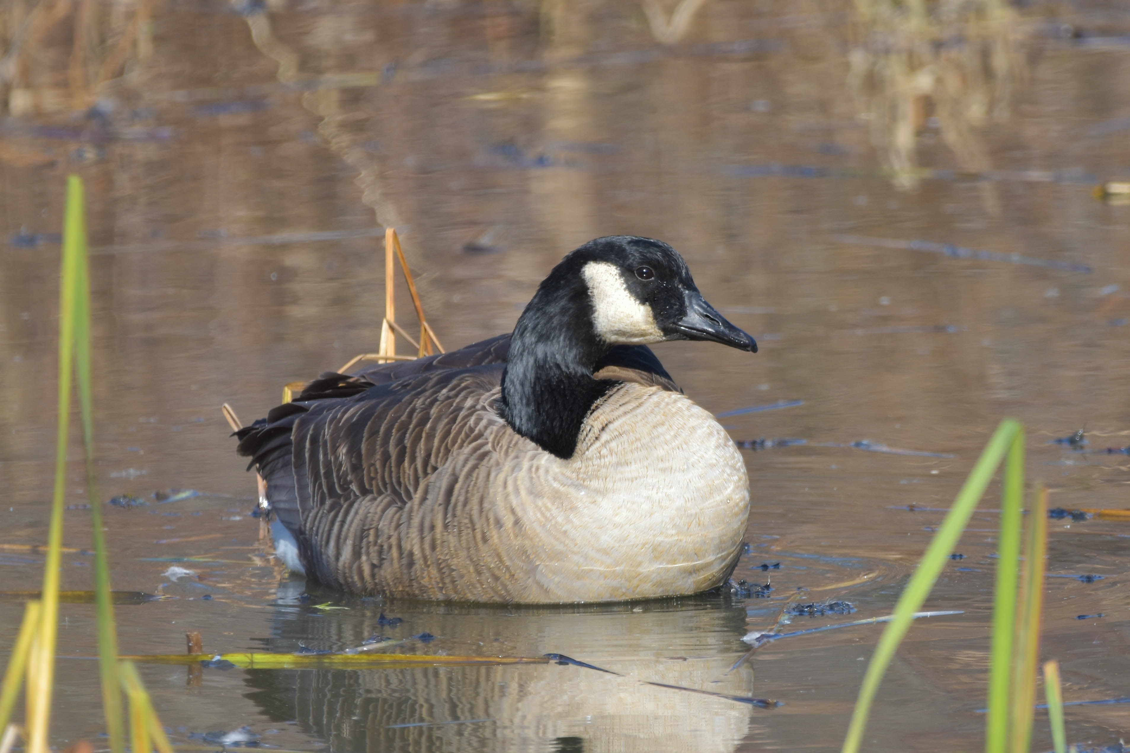 Canada Goose Wallpapers