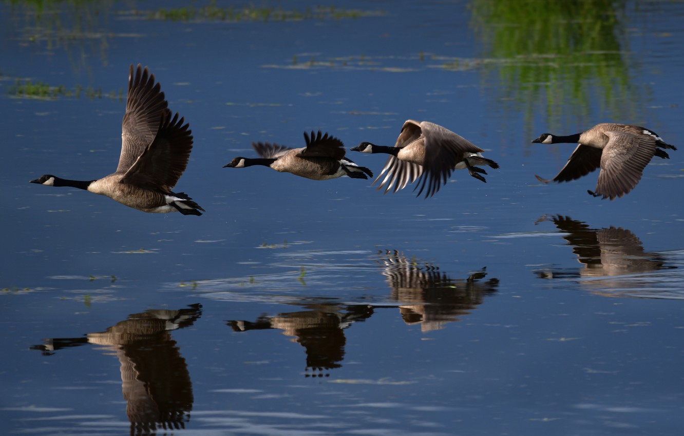 Canada Goose Wallpapers