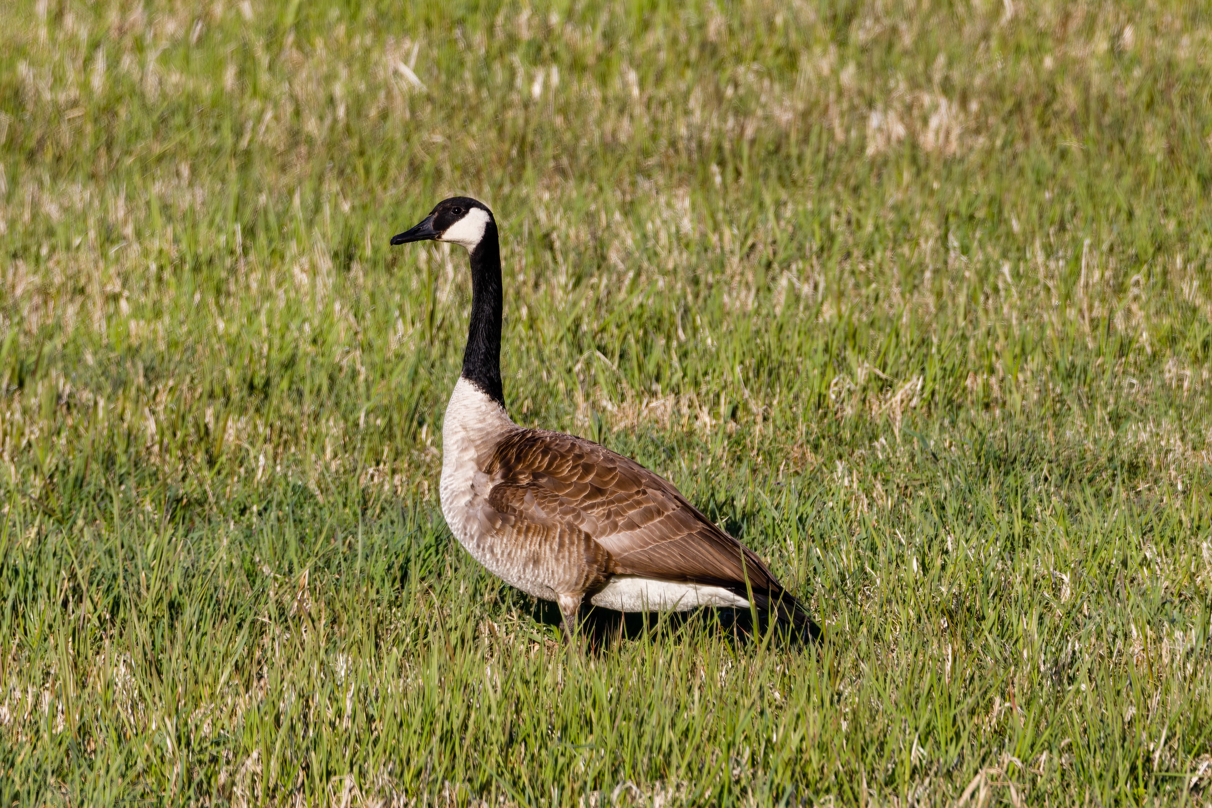 Canada Goose Wallpapers