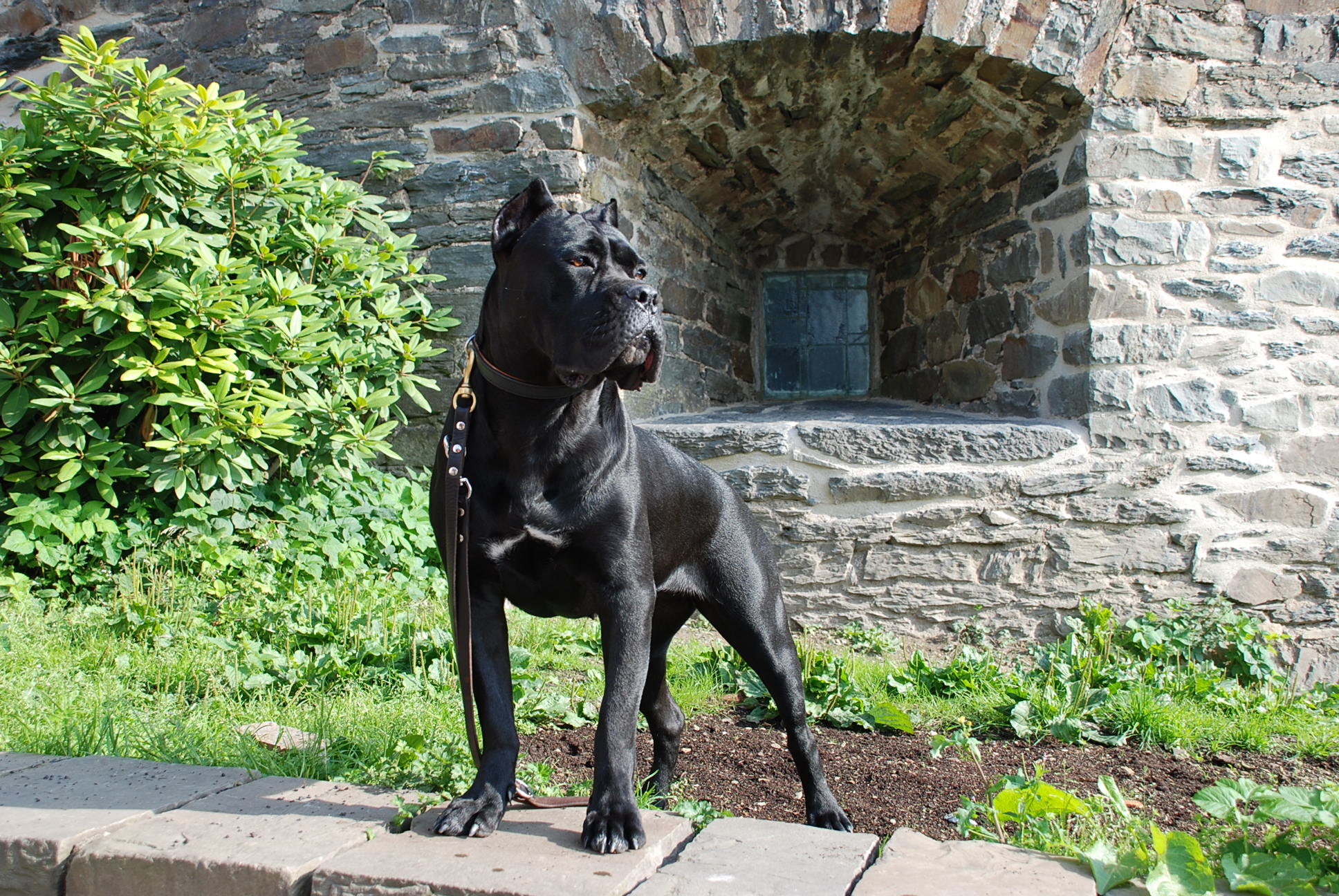 Cane Corso Wallpapers