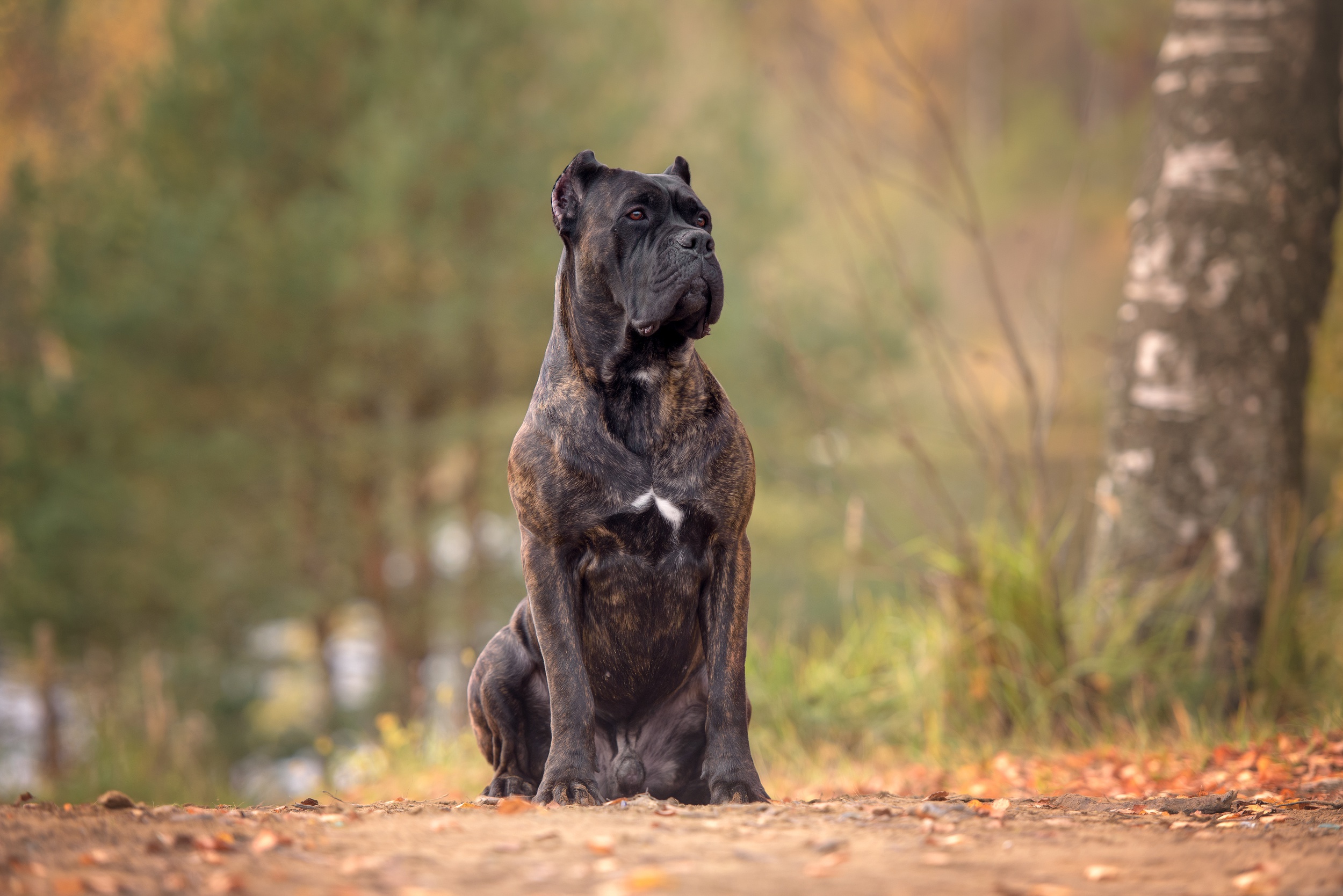 Cane Corso Wallpapers