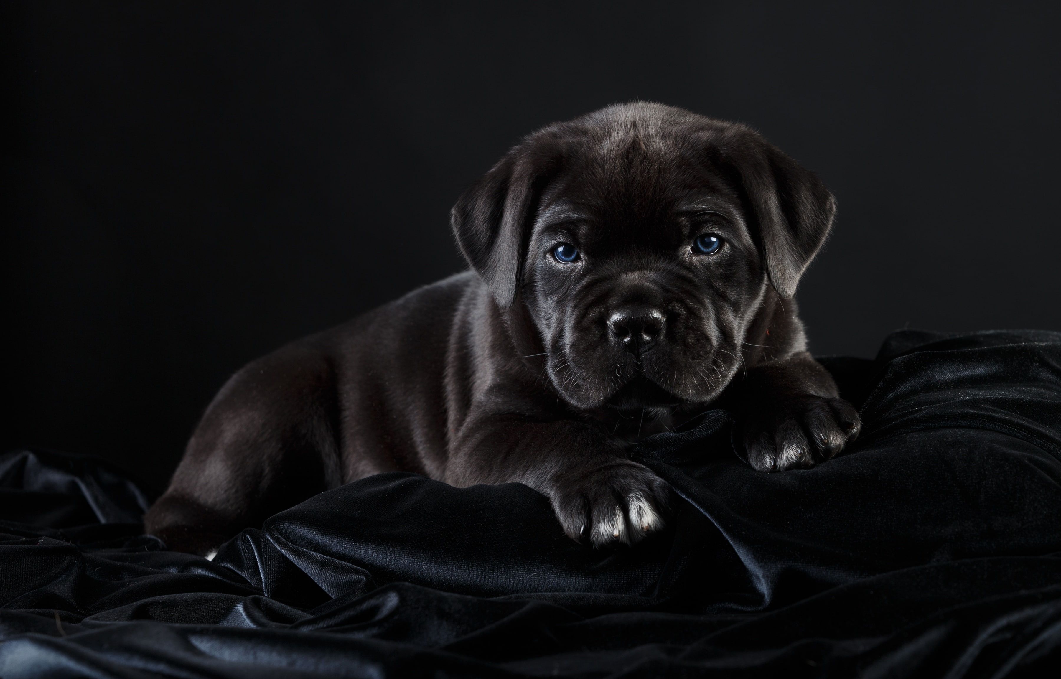 Cane Corso Wallpapers