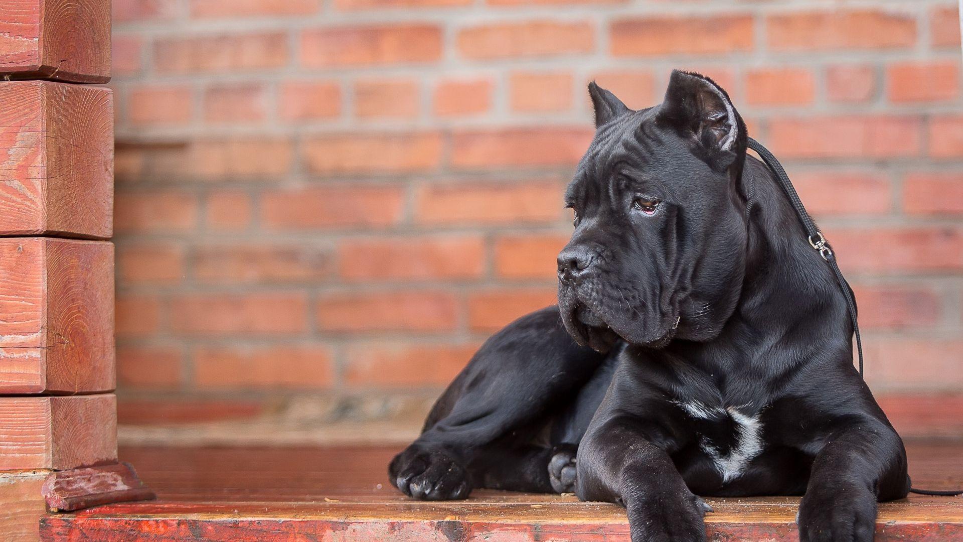 Cane Corso Wallpapers