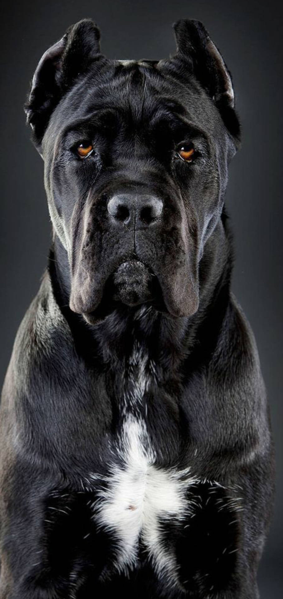 Cane Corso Wallpapers