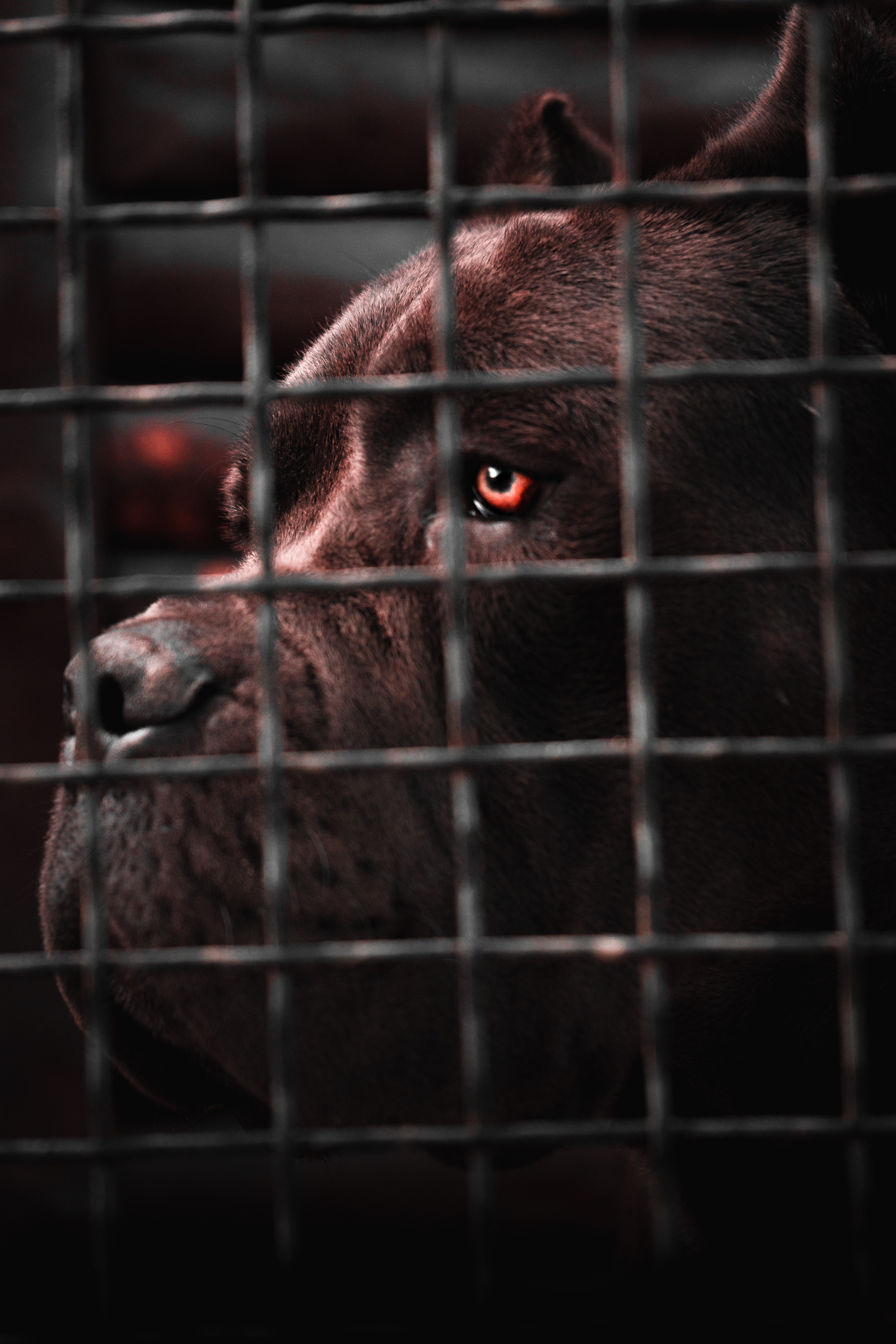 Cane Corso Wallpapers