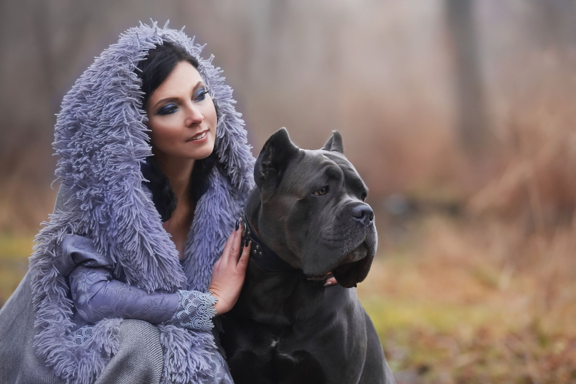 Cane Corso Wallpapers