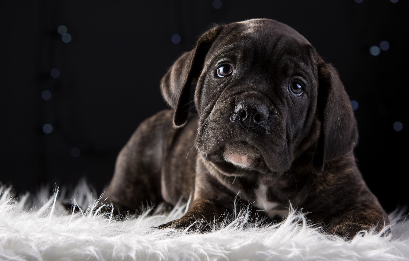 Cane Corso Wallpapers