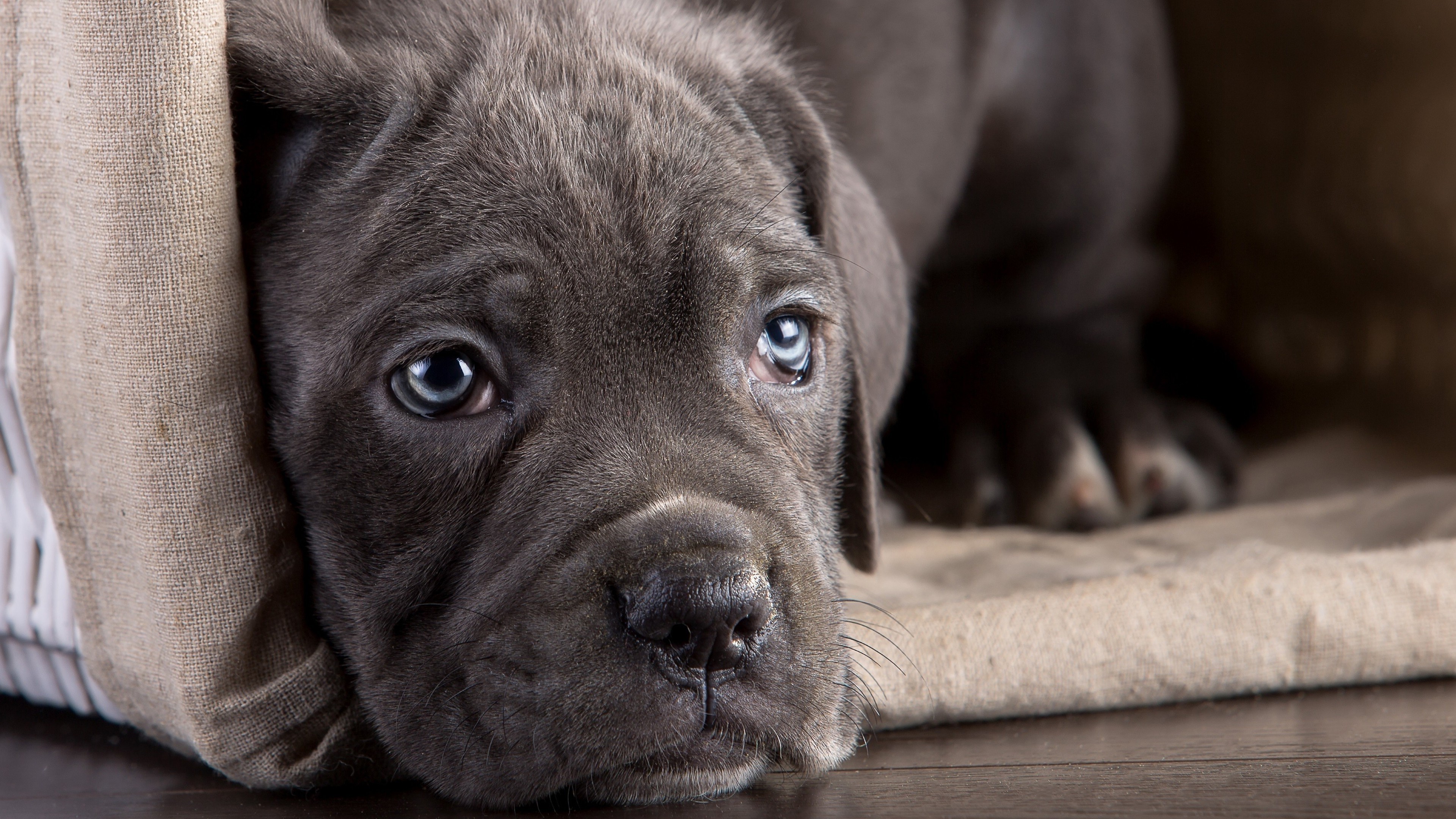 Cane Corso Wallpapers