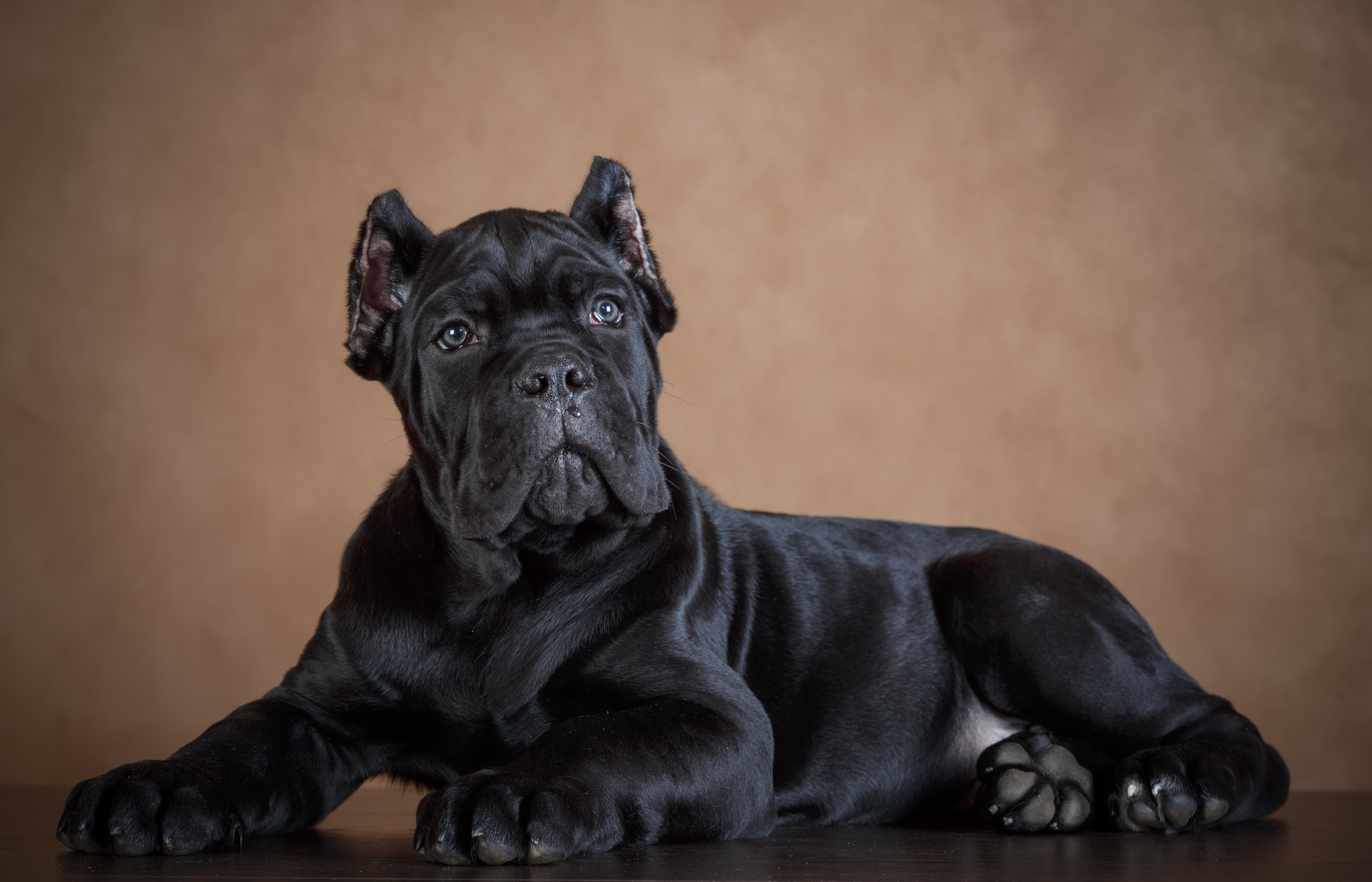 Cane Corso Wallpapers