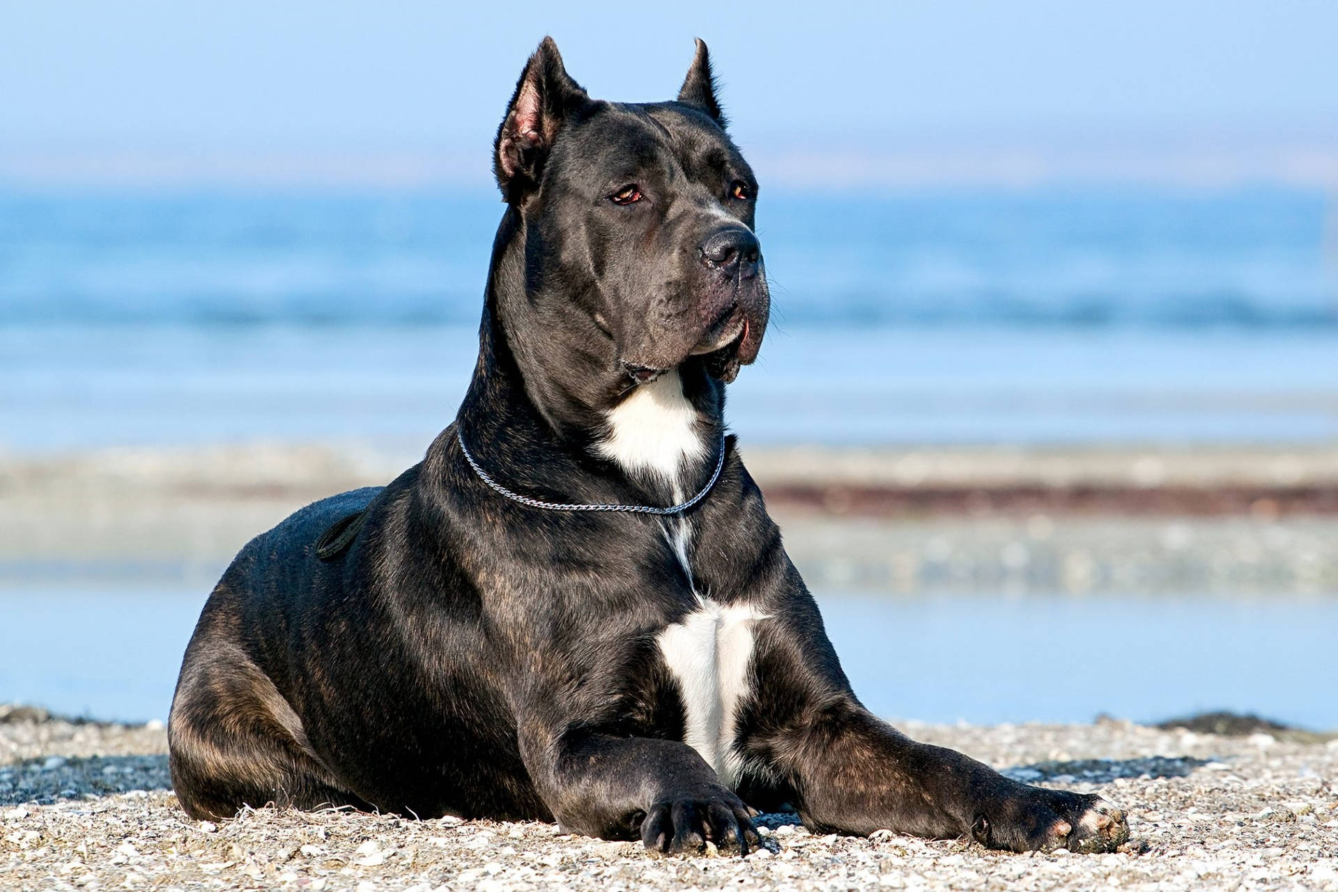 Cane Corso Wallpapers