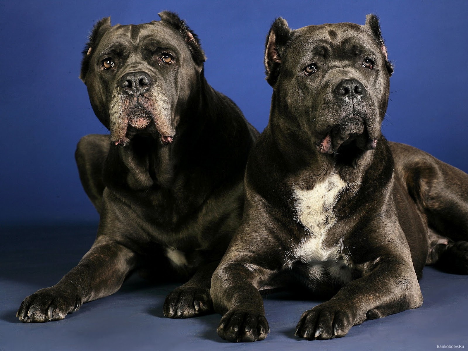 Cane Corso Wallpapers