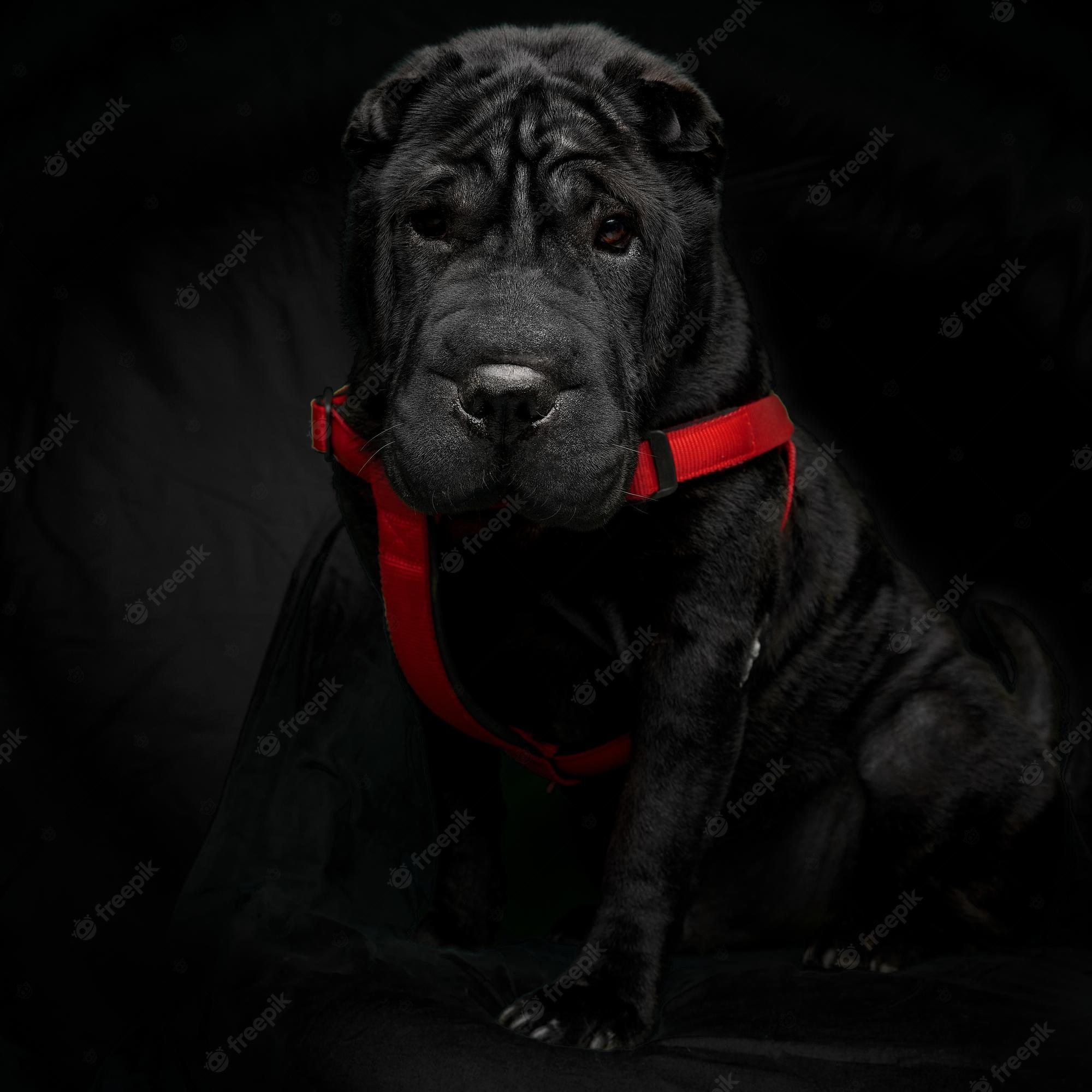 Cane Corso Wallpapers