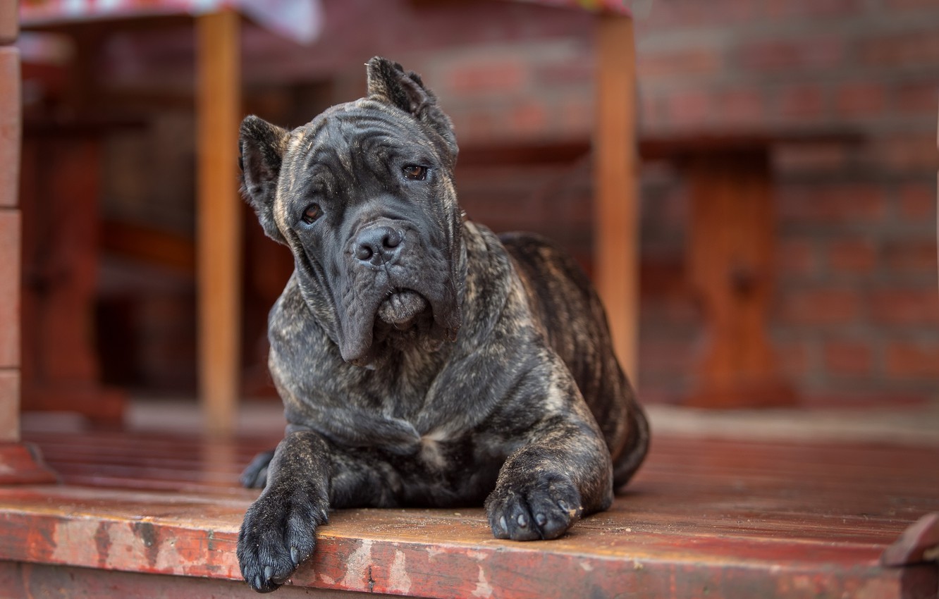 Cane Corso Wallpapers