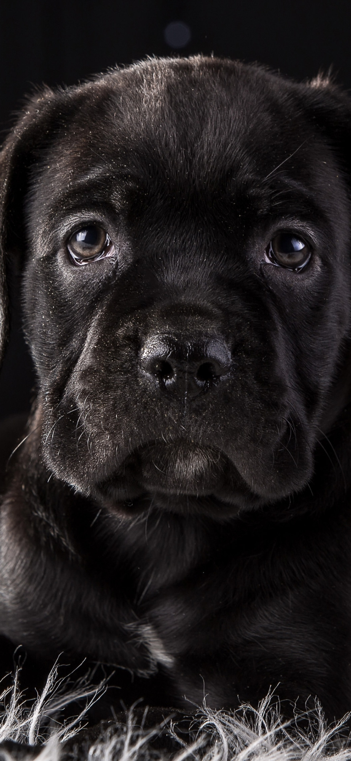 Cane Corso Wallpapers