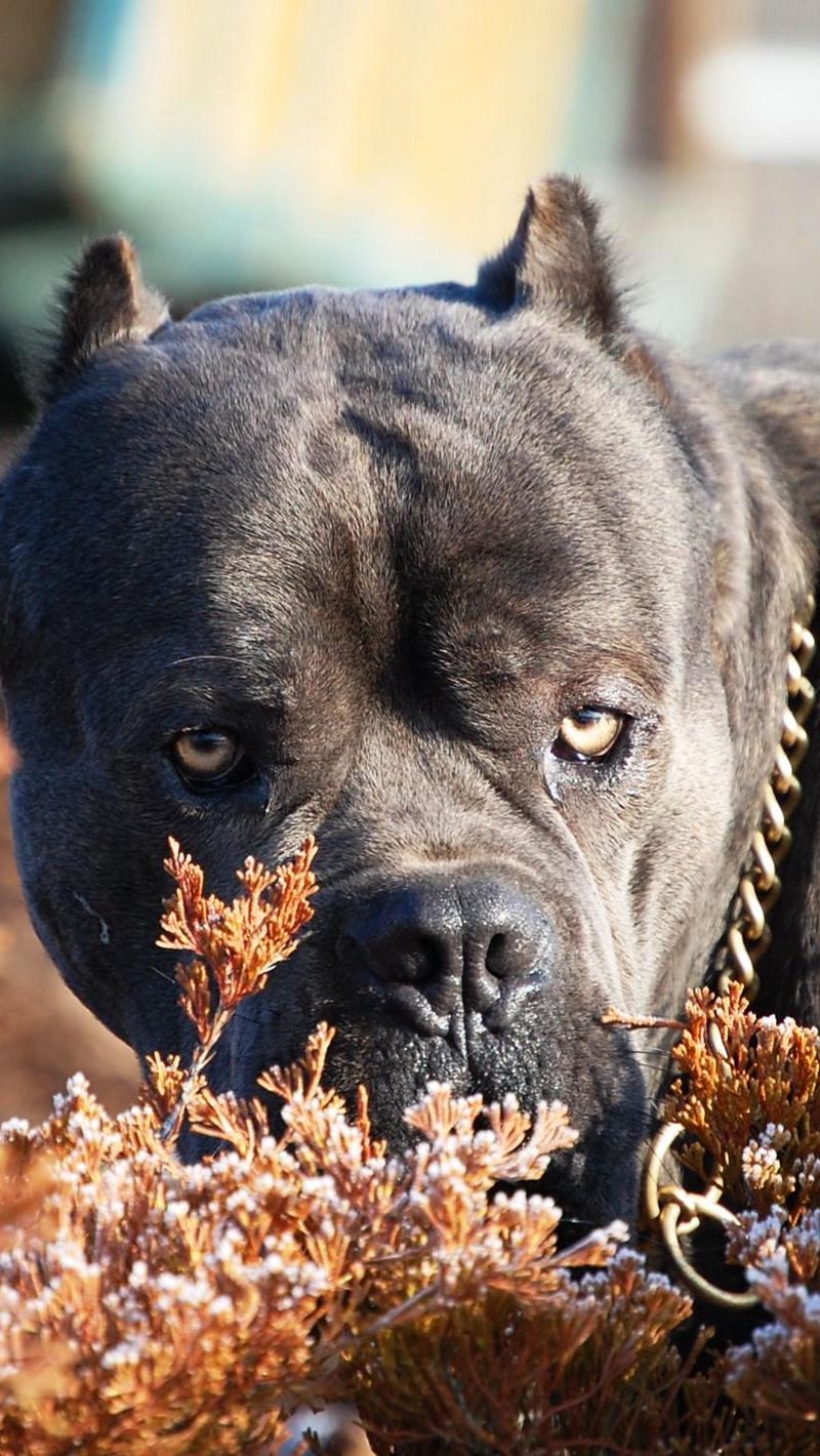 Cane Corso Wallpapers