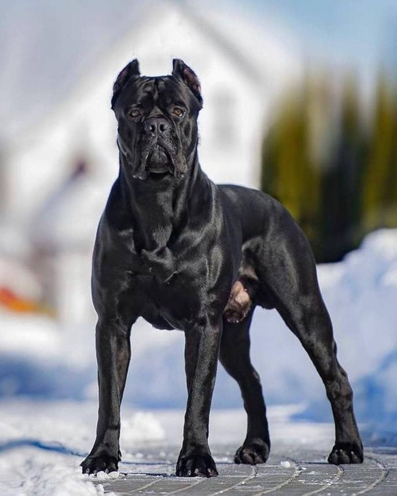 Cane Corso Wallpapers