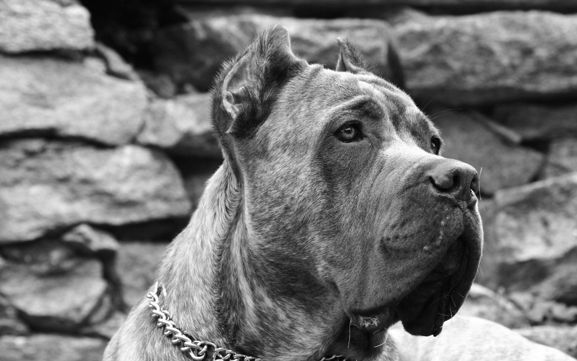 Cane Corso Wallpapers