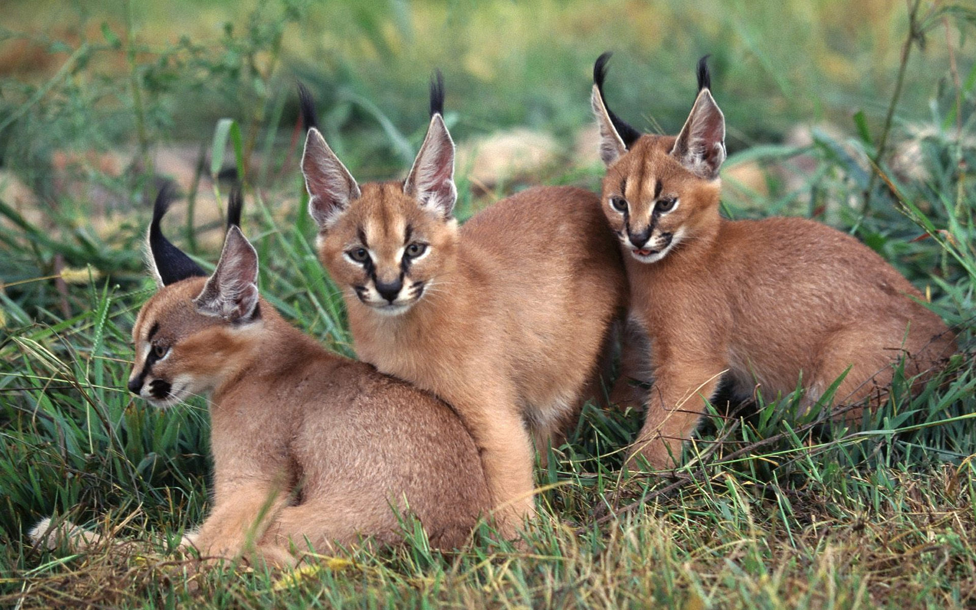 Caracal Wallpapers