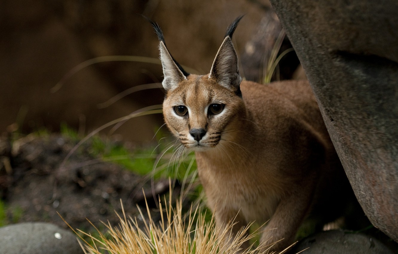 Caracal Wallpapers