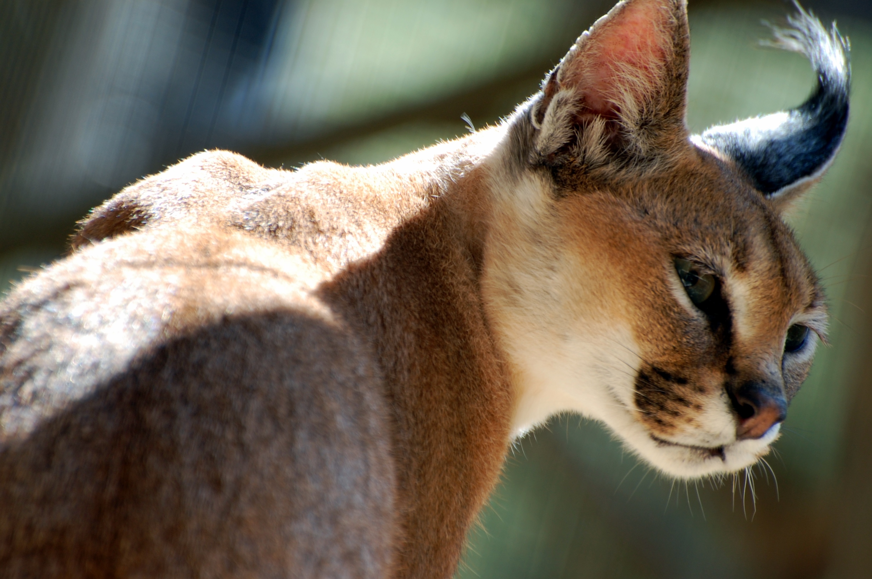 Caracal Wallpapers