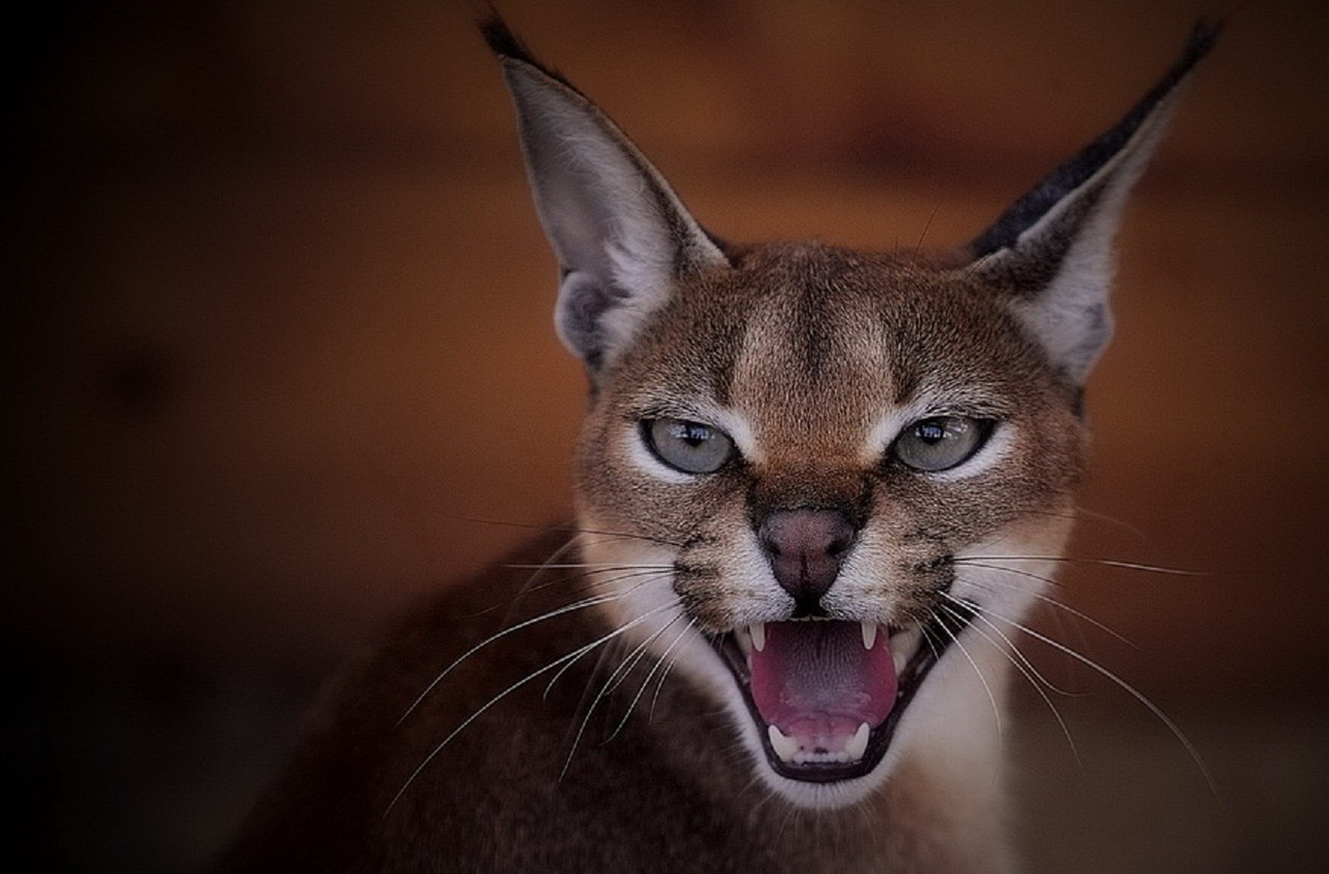 Caracal Wallpapers