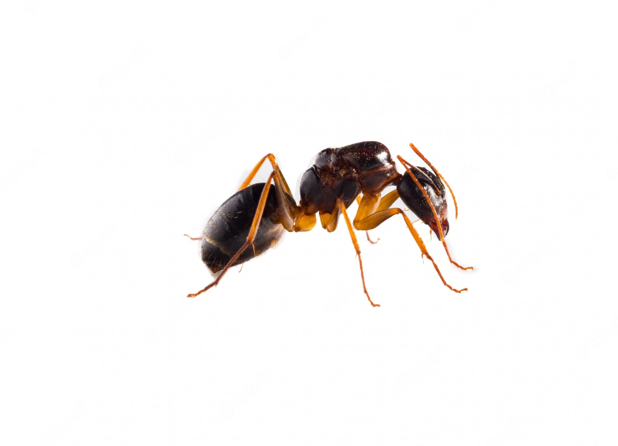 Carpenter Ant Wallpapers