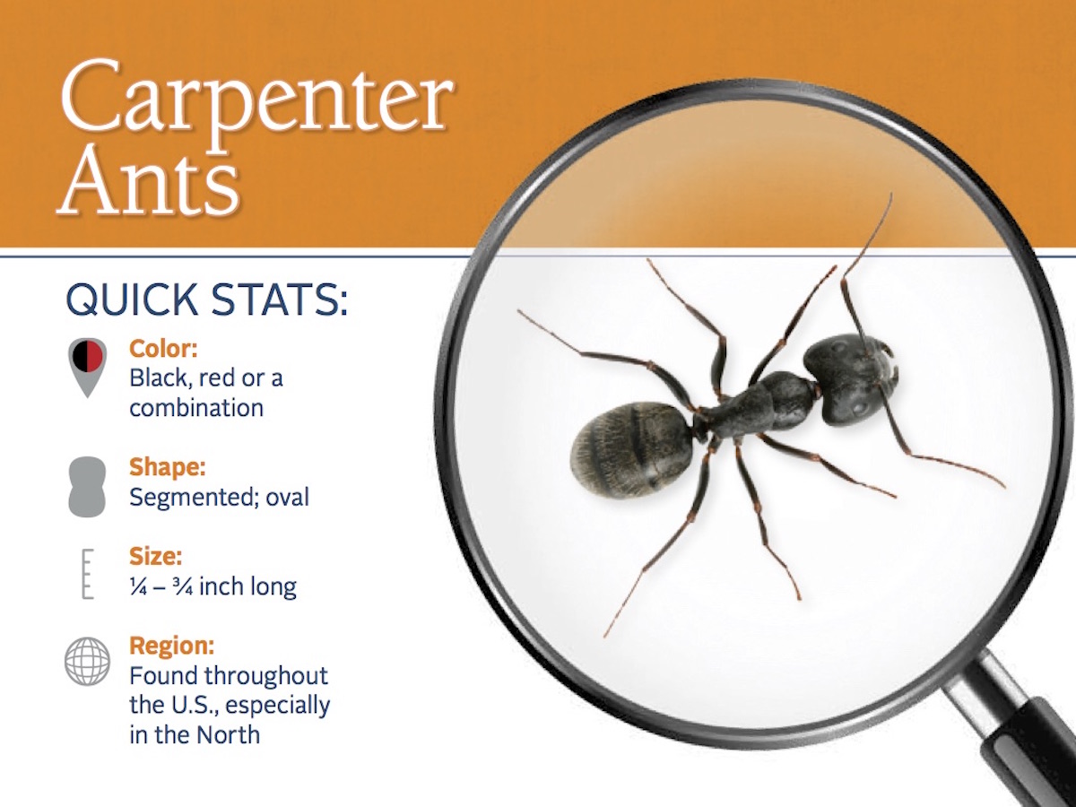 Carpenter Ant Wallpapers