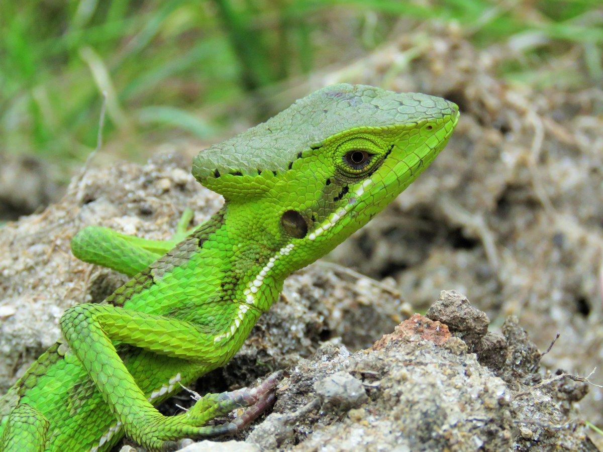 Casquehead Lizard Wallpapers