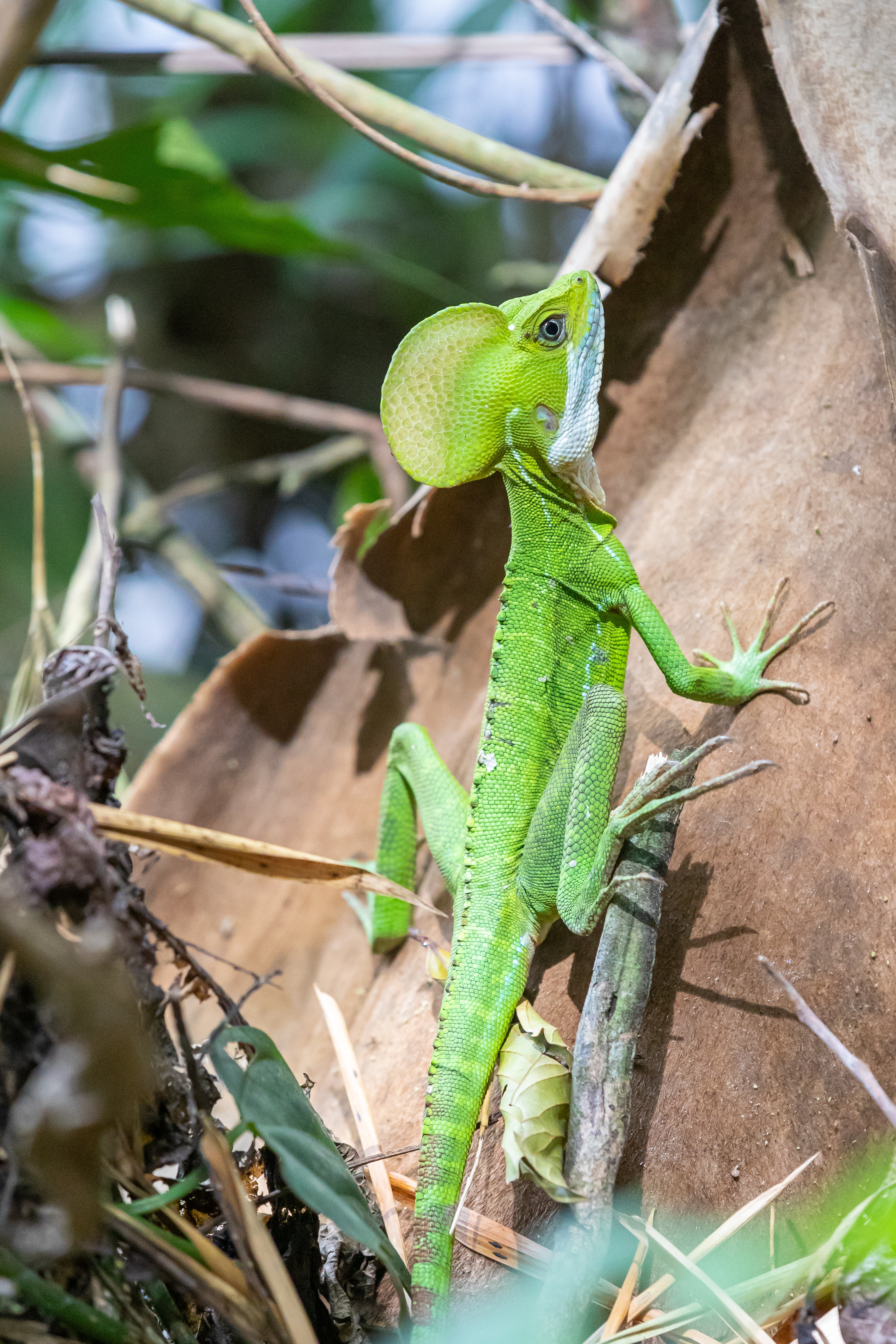 Casquehead Lizard Wallpapers