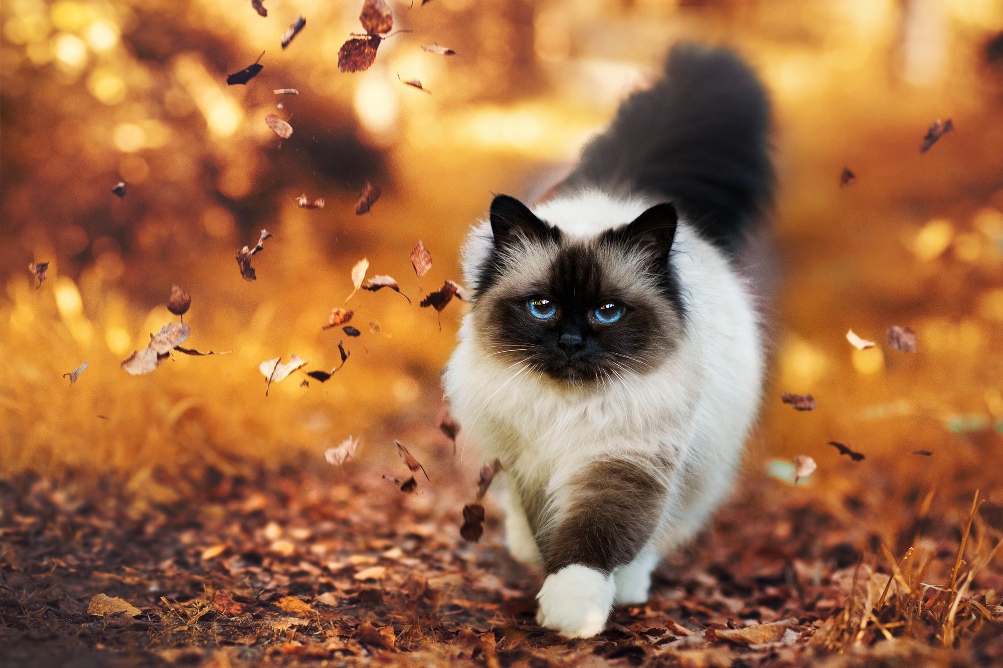 Cat Wallpapers